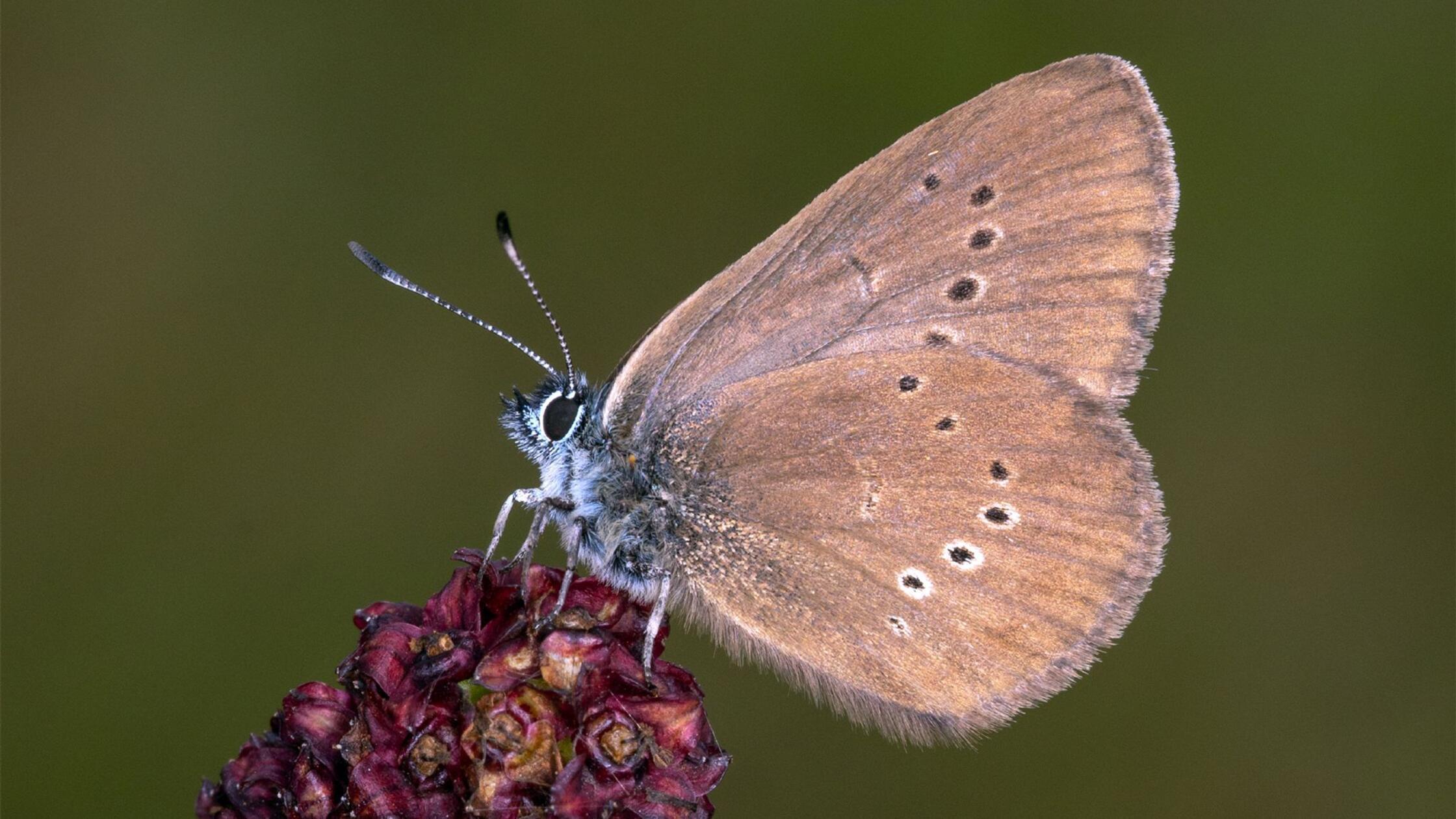 Dunkler Wiesenknopf-Ameisenbläuling Schmetterling des Jahres