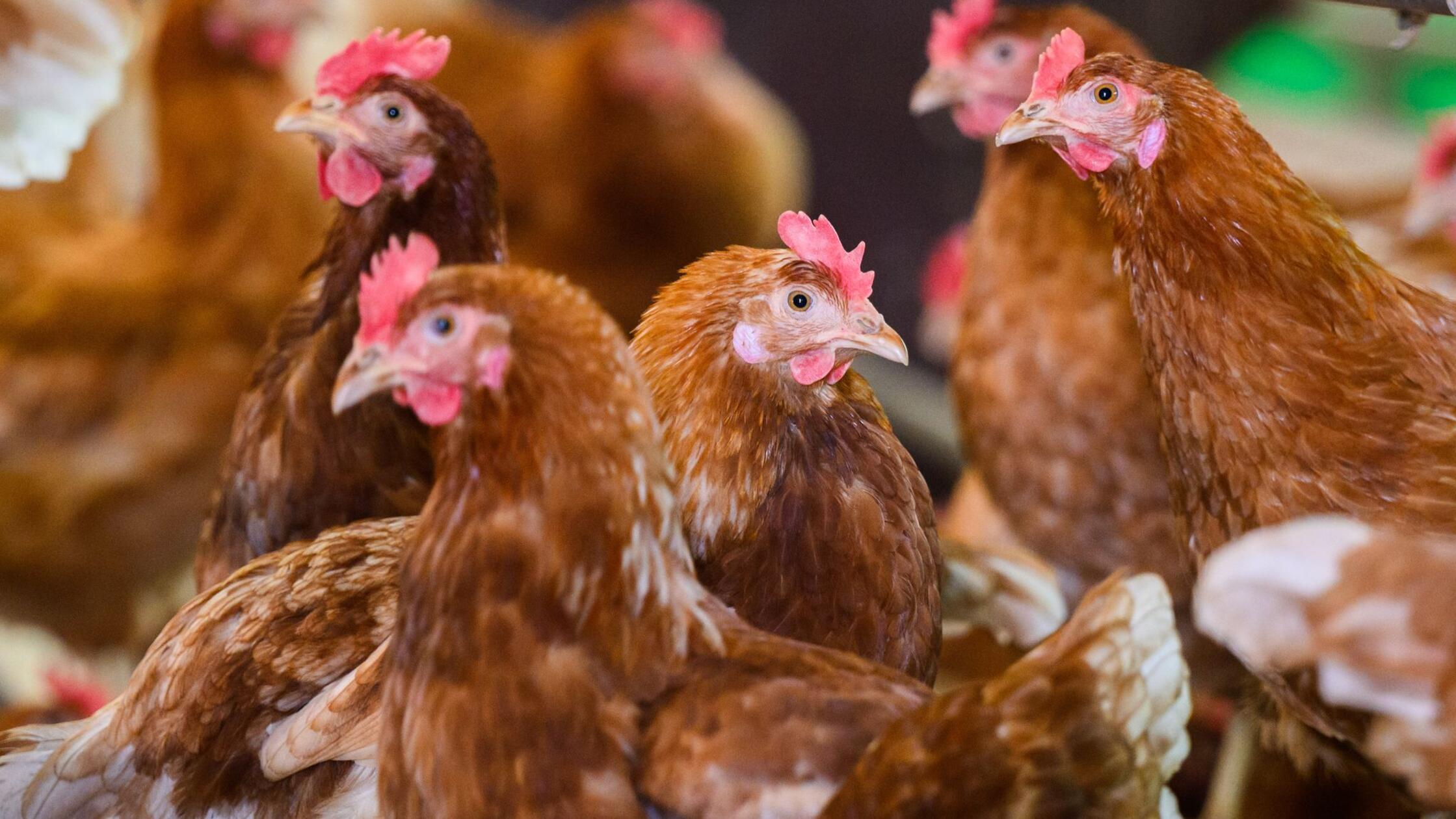 V ZDA zabeležen prvi smrtni primer zaradi redke različice ptičje gripe H5N5