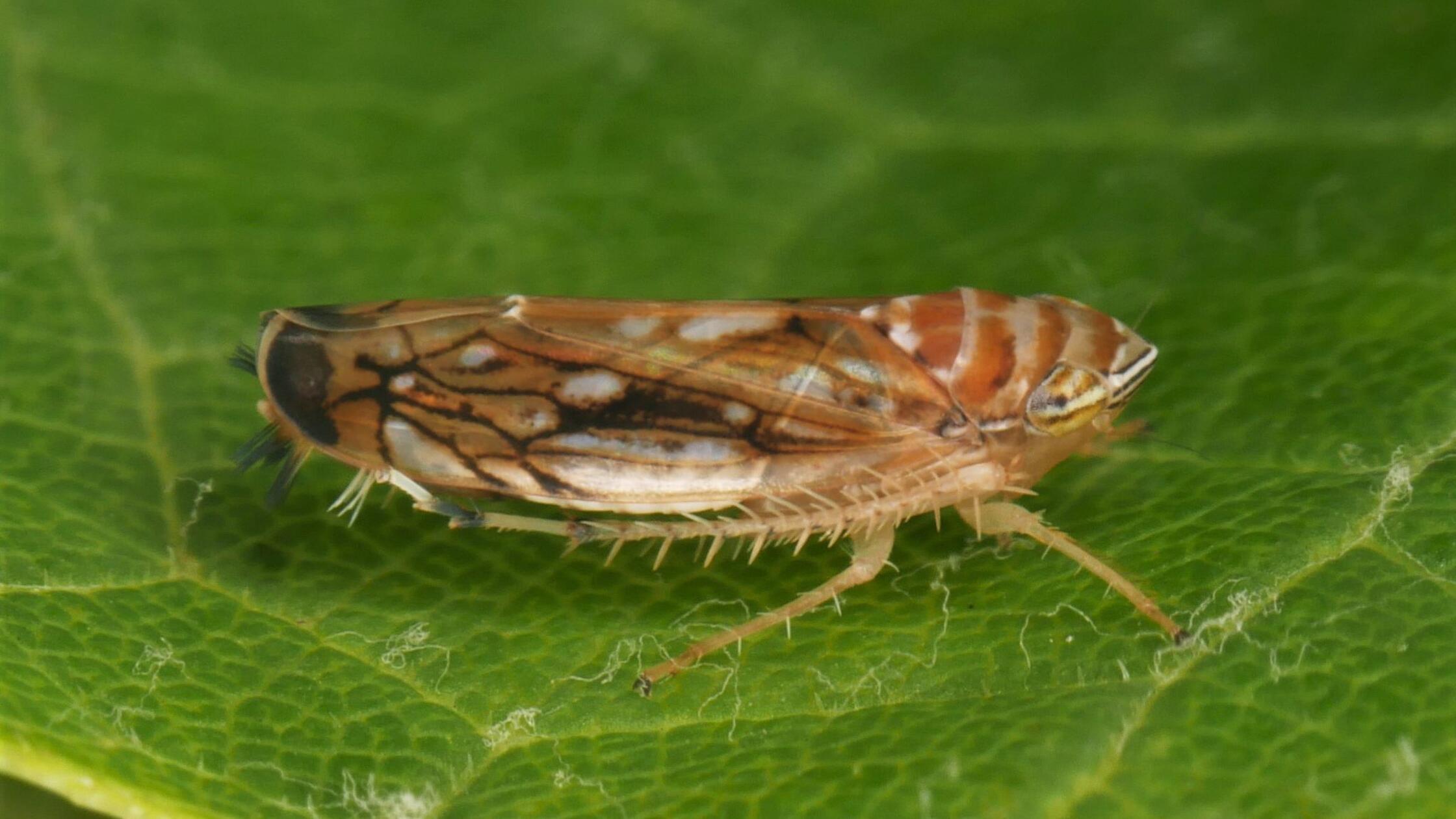 Neue Rebkrankheit nachgewiesen: Gefahr schneller Ausbreitung