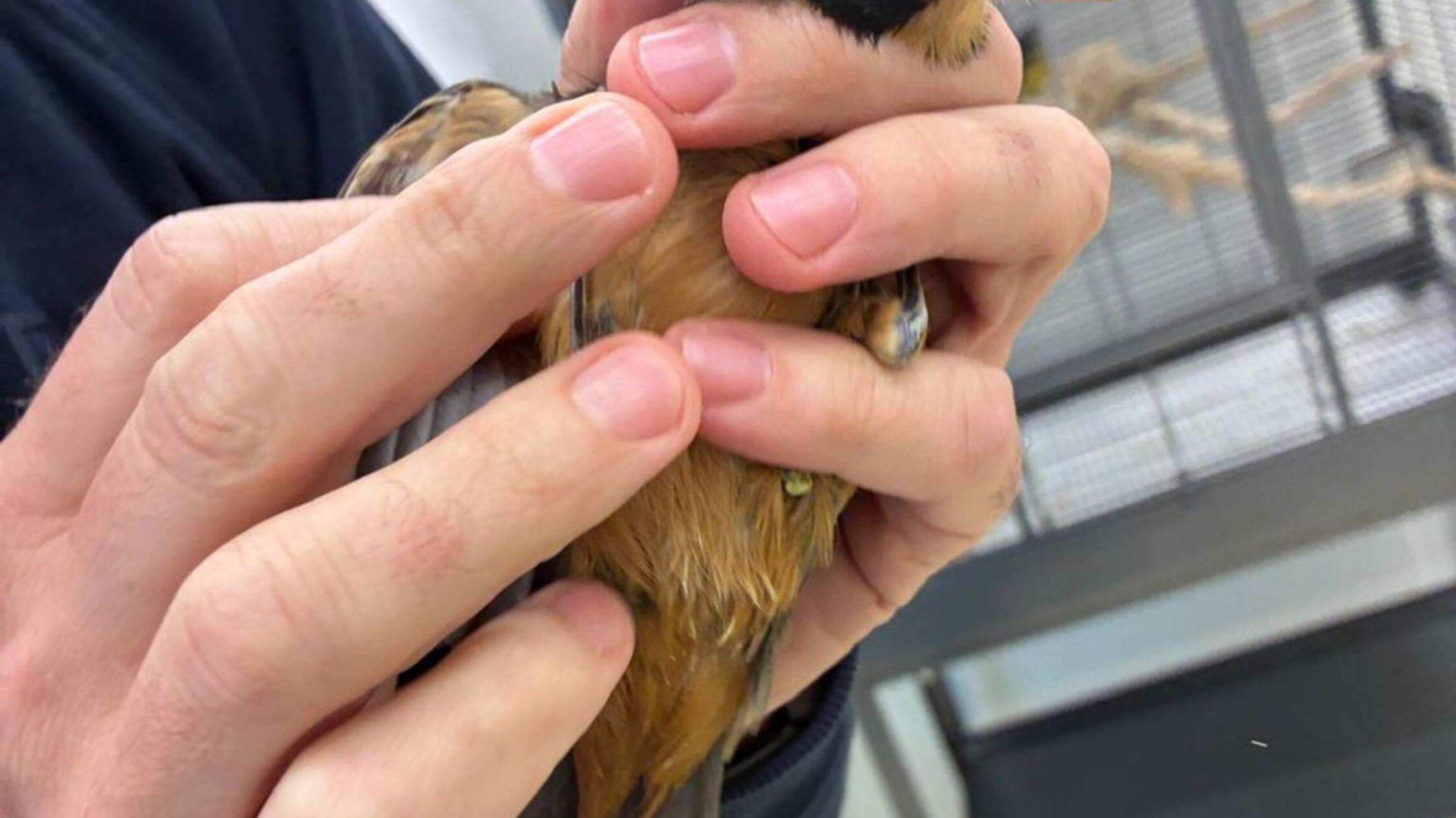 Zoll entdeckt geschmuggelte Singvögel im Handgepäck