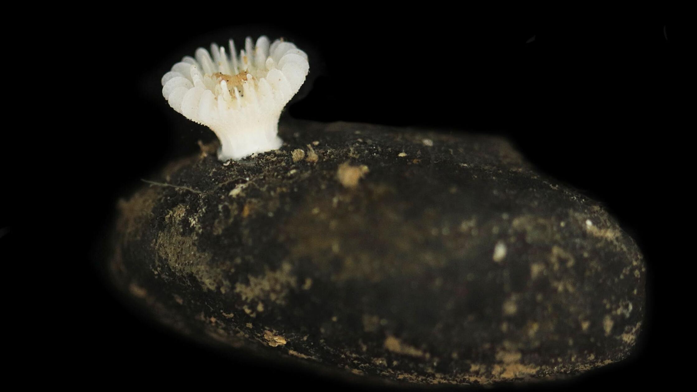 Odkrite nove korale, ki živijo izključno na manganskih grudah in so ogrožene zaradi rudarjenja v globokem morju