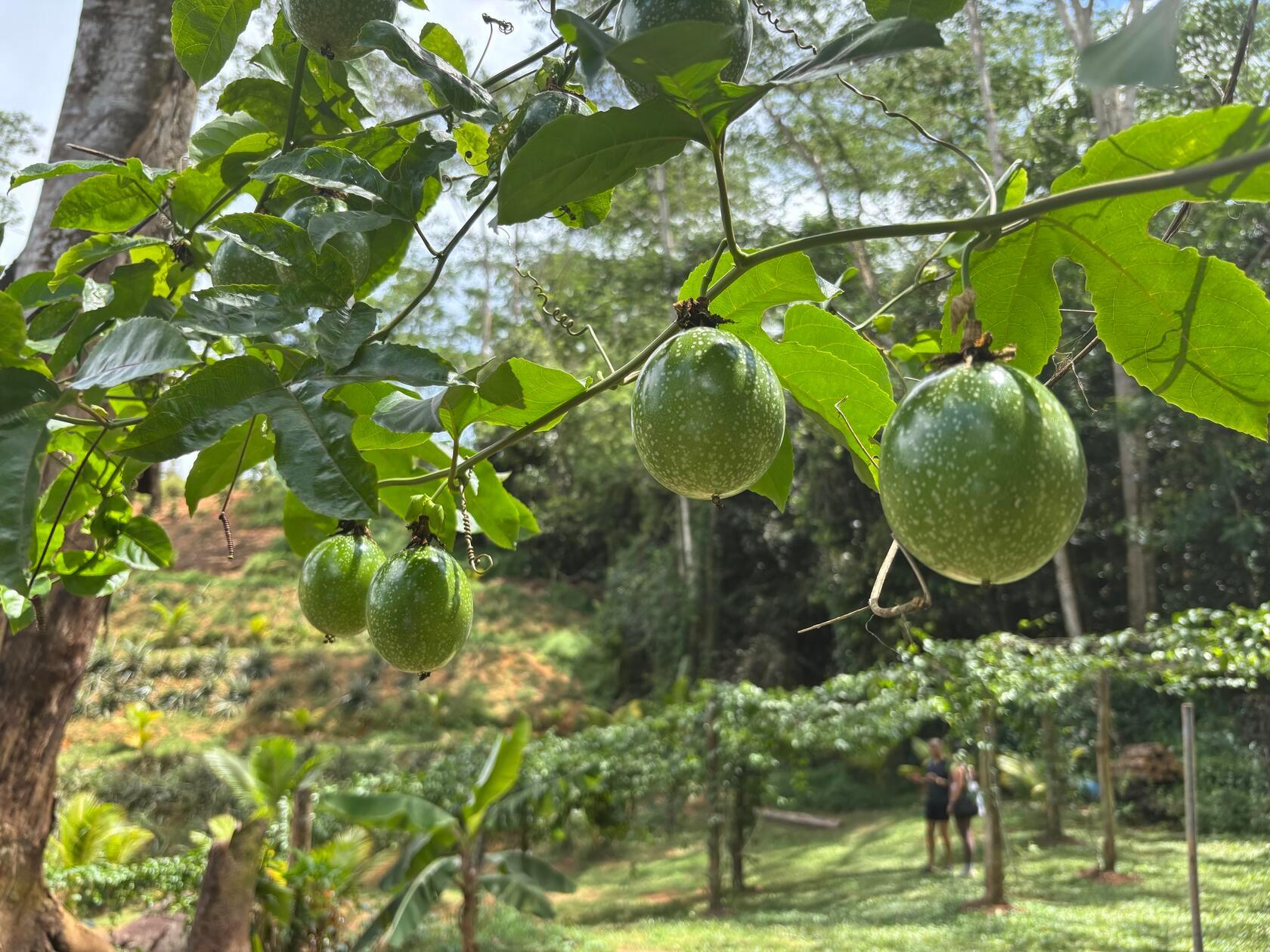 Glänzende Maracujas hängen auf der Farm aus über Holzpfosten gespannte Fischernetzen.