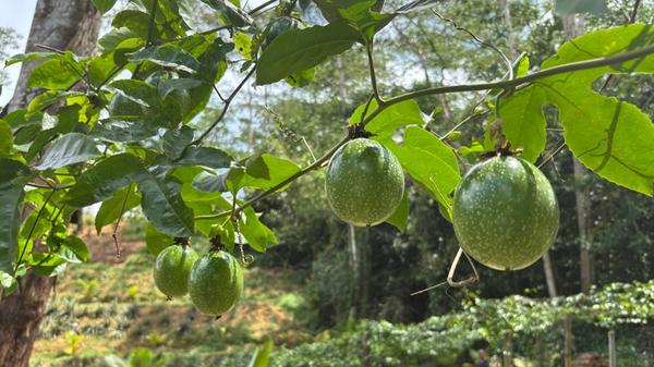 Glänzende Maracujas hängen auf der Farm aus über Holzpfosten gespannte Fischernetzen.
