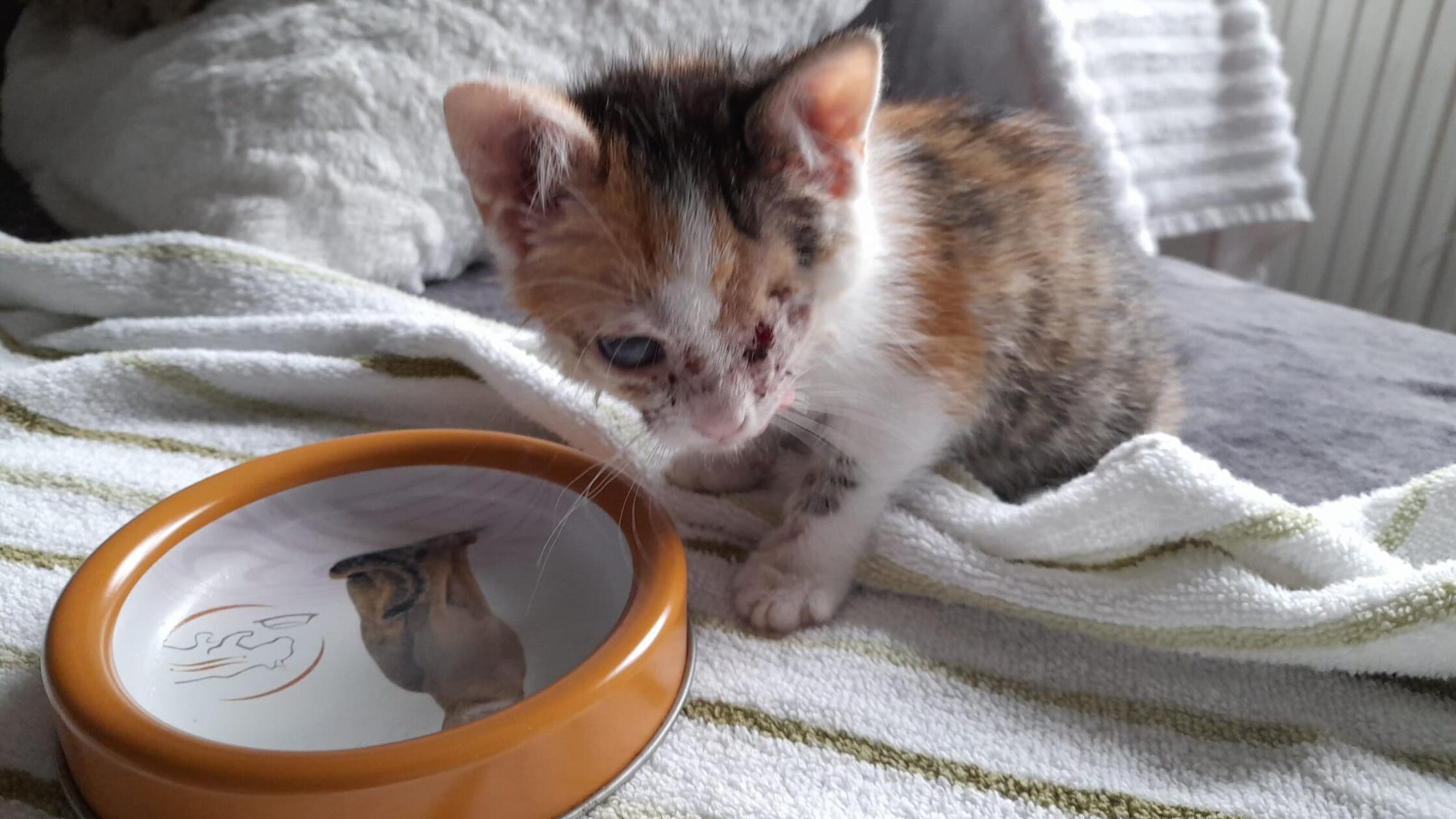 Verein Katzenseelenretter