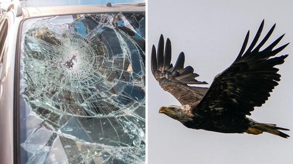 Collage kaputte Frontscheibe und Weißkopfseeadler