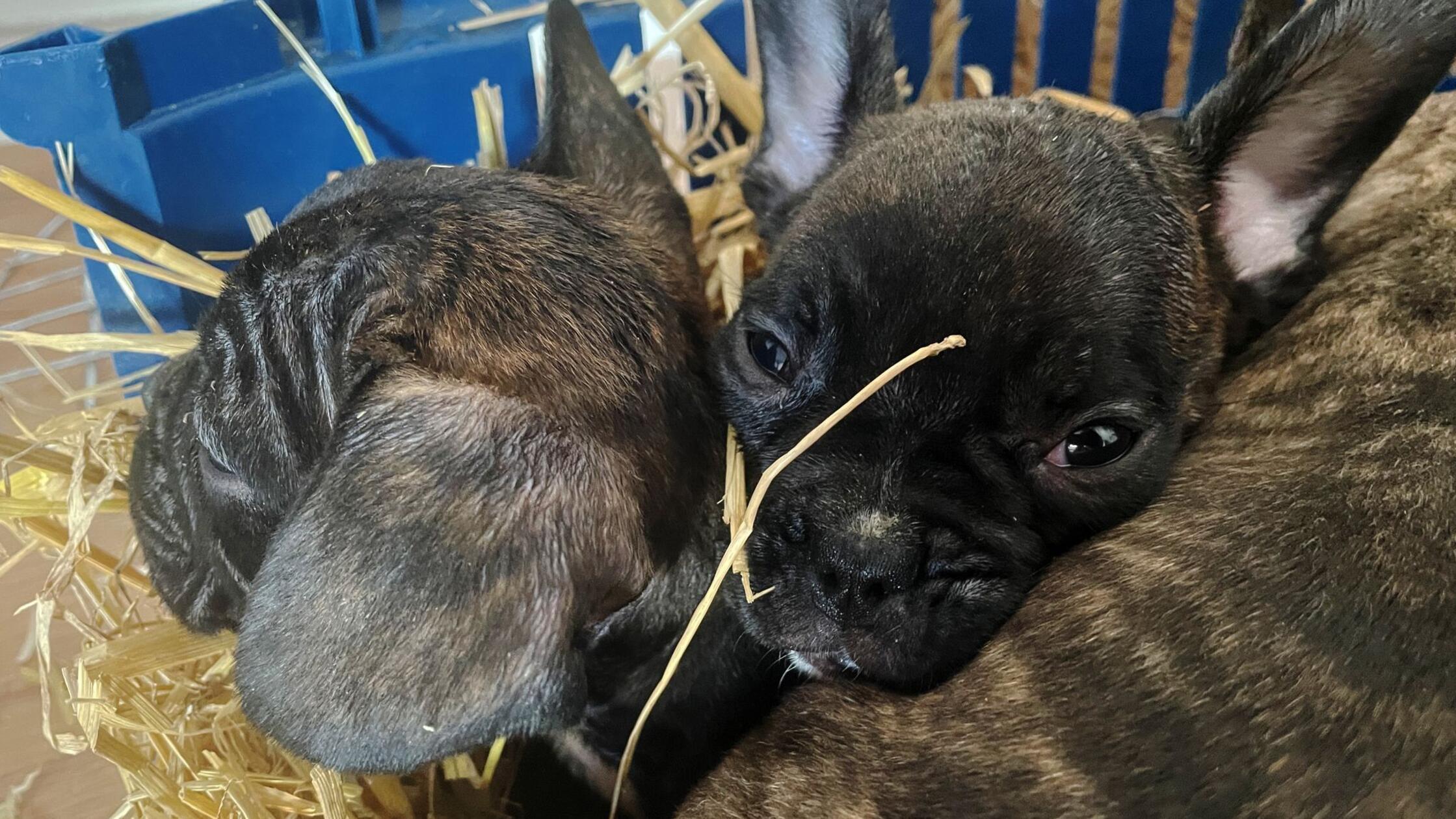 EU will illegalen Tierhandel eindämmen