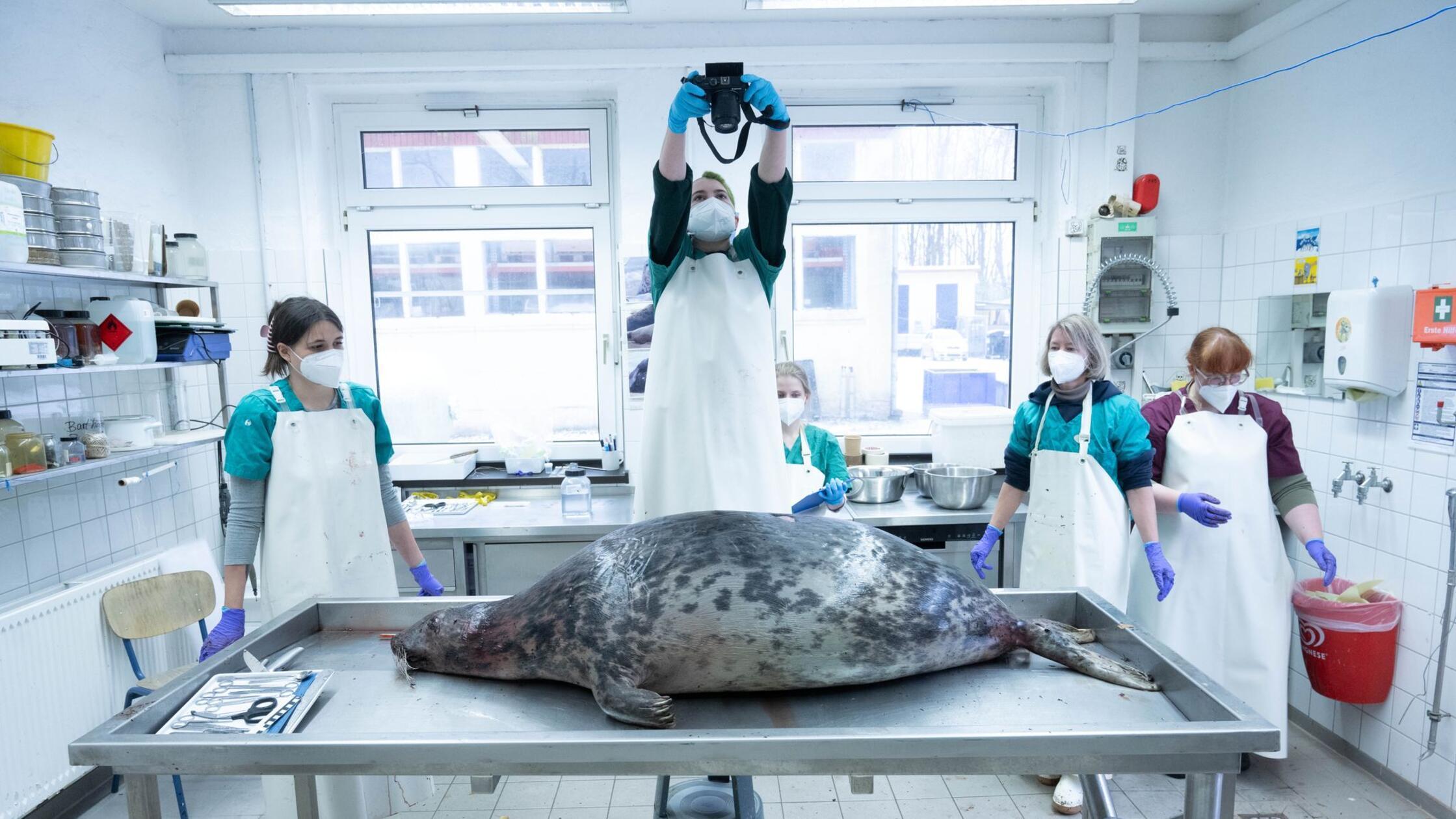 Robbensterben: Ermittlungen gegen zwei Tatverdächtige
