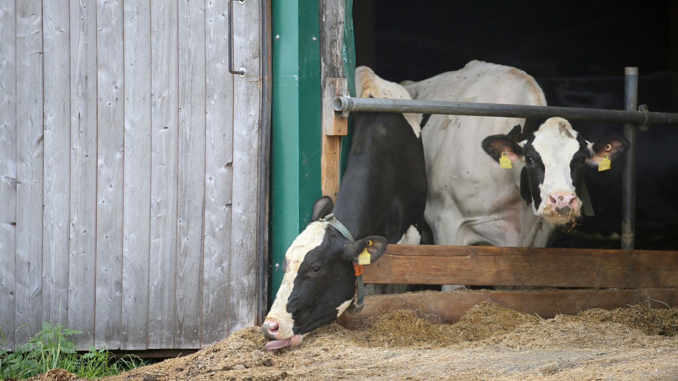 Experten sehen viele Probleme bei Kontrollen von Nutztieren
