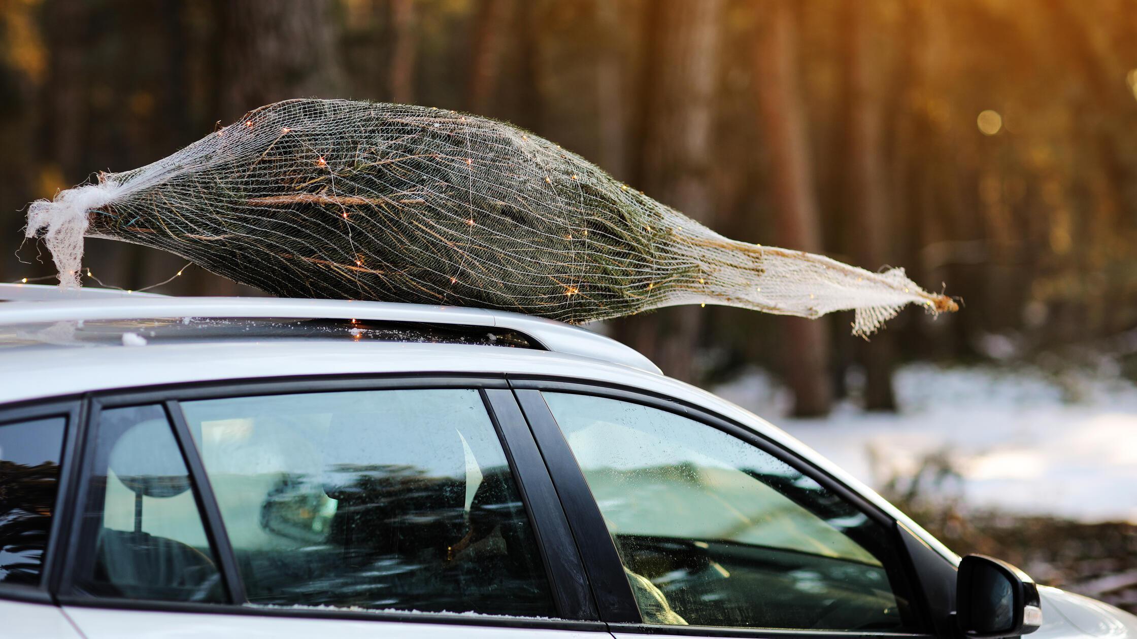 Christmas  tree  with  garlands  tied  on  a  roof