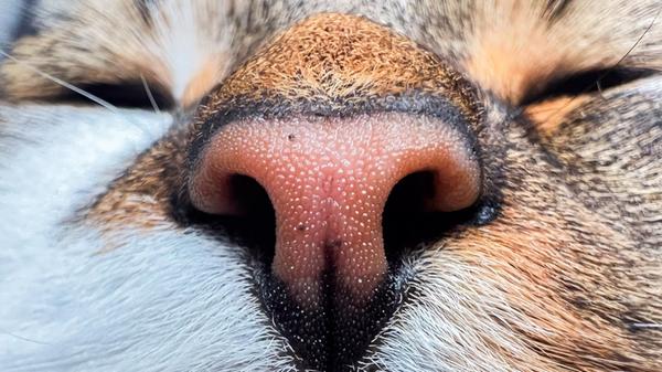 22.11.2025, Niedersachsen, Hannover: Die Makroaufn