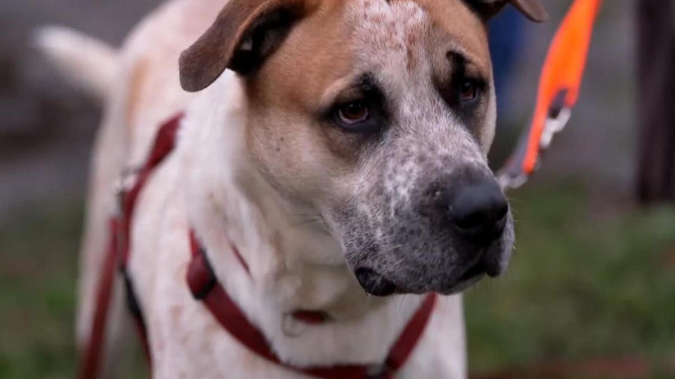  - Die Unvermittelbaren - mit Martin Rütter