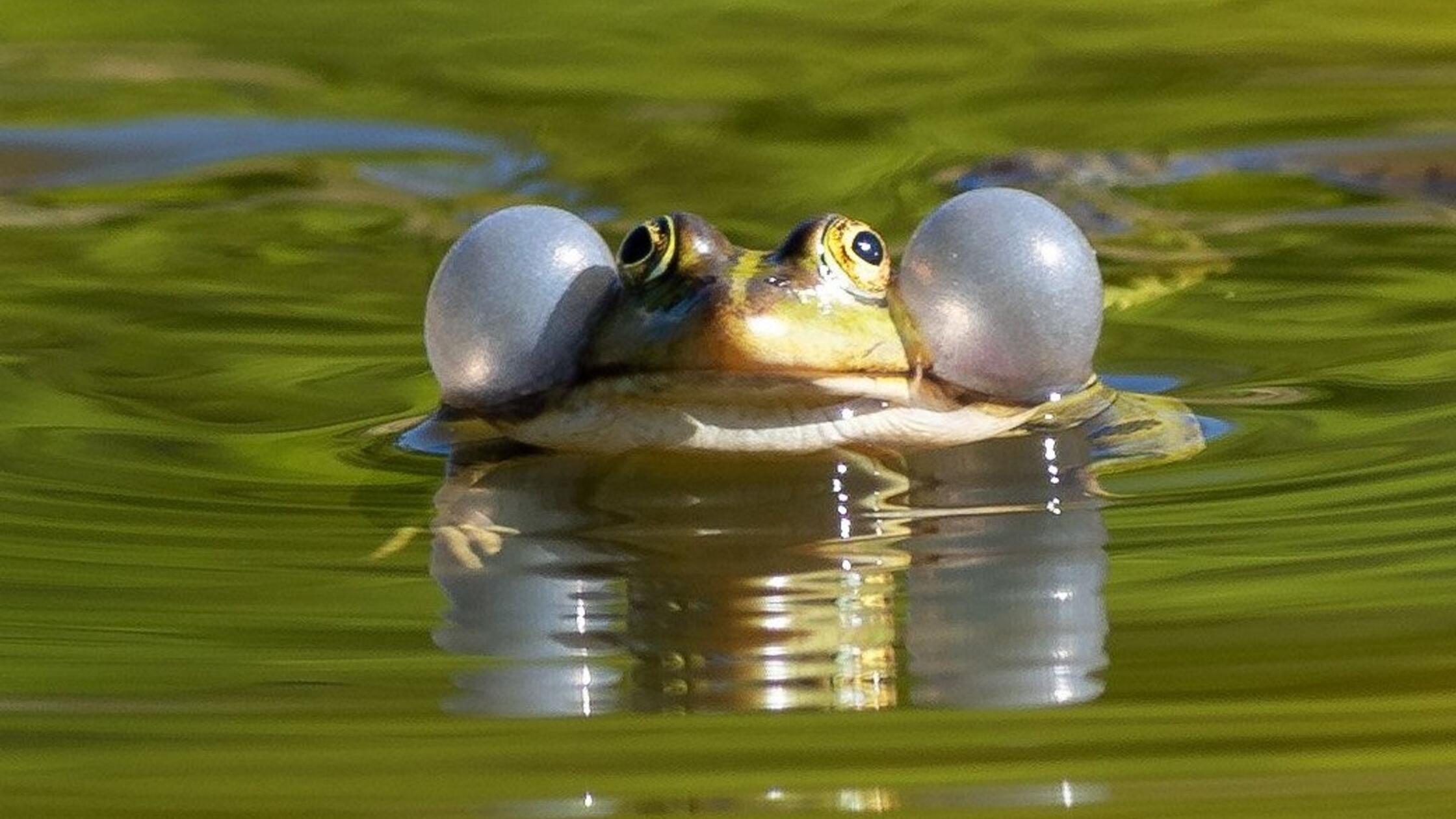 Froschschenkel: Weltartenkonferenz stellt Tiere unter Schutz