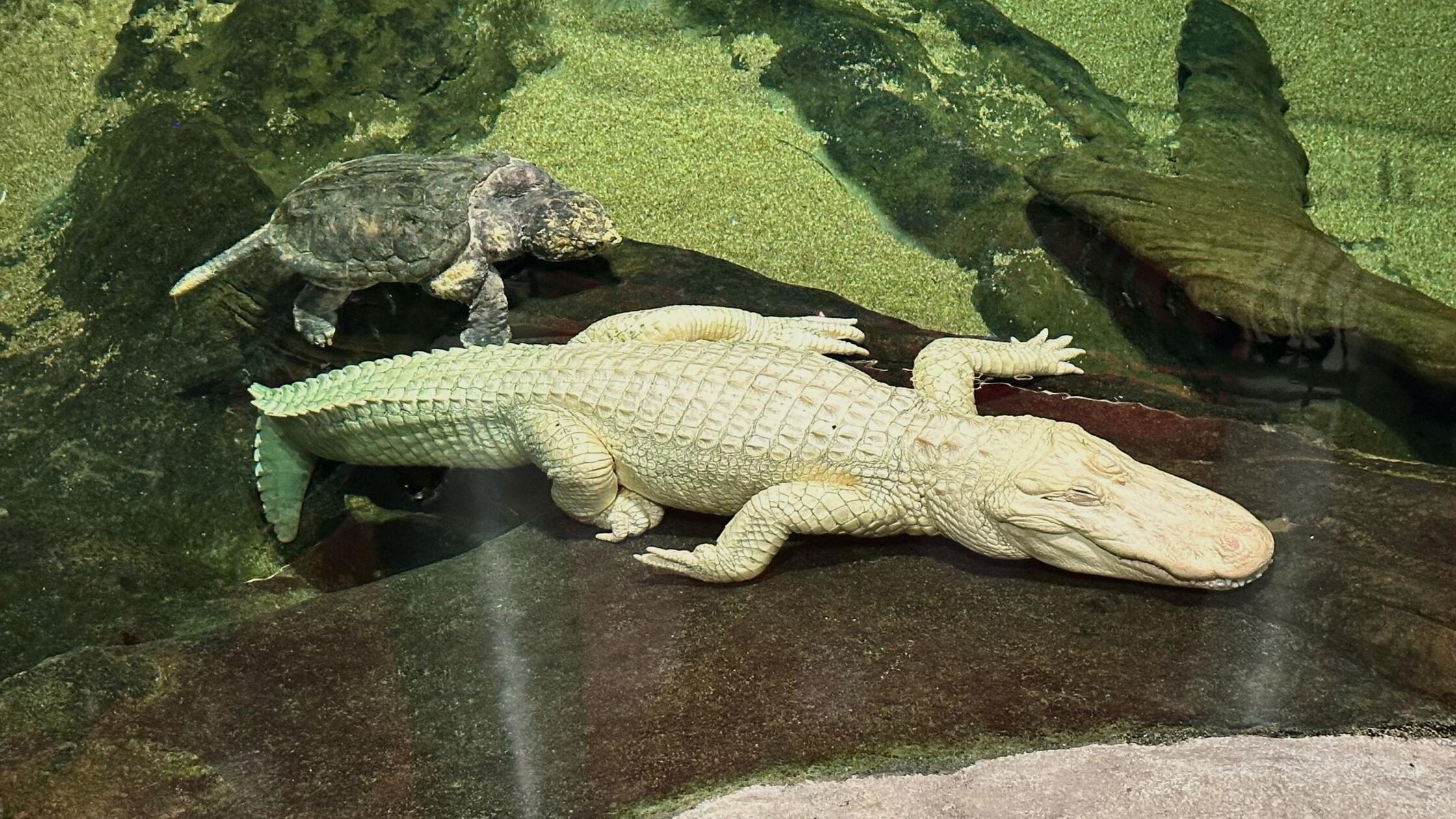 Albino-Alligator Claude in den USA gestorben