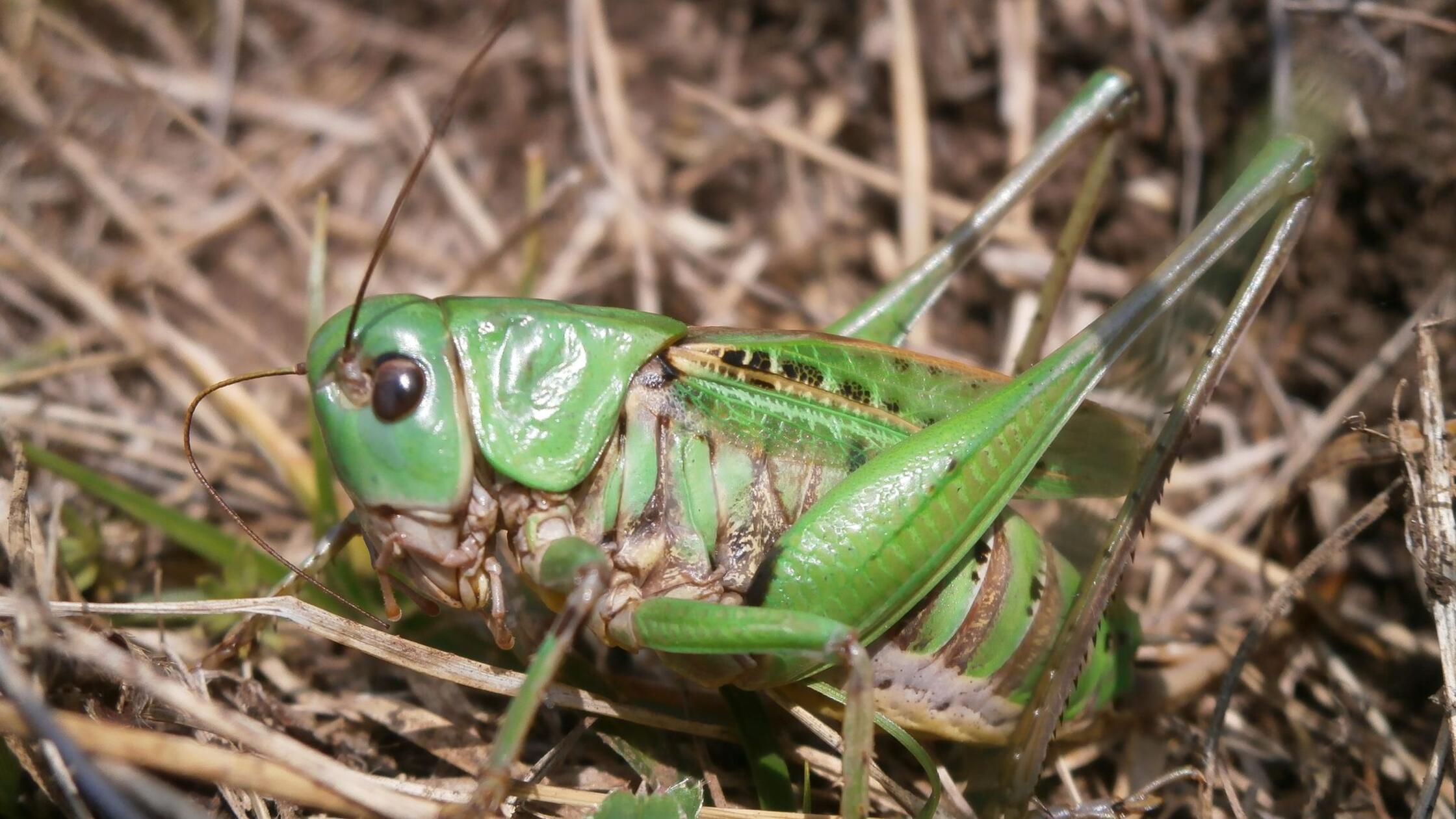 Der Warzenbeißer ist Insekt des Jahres