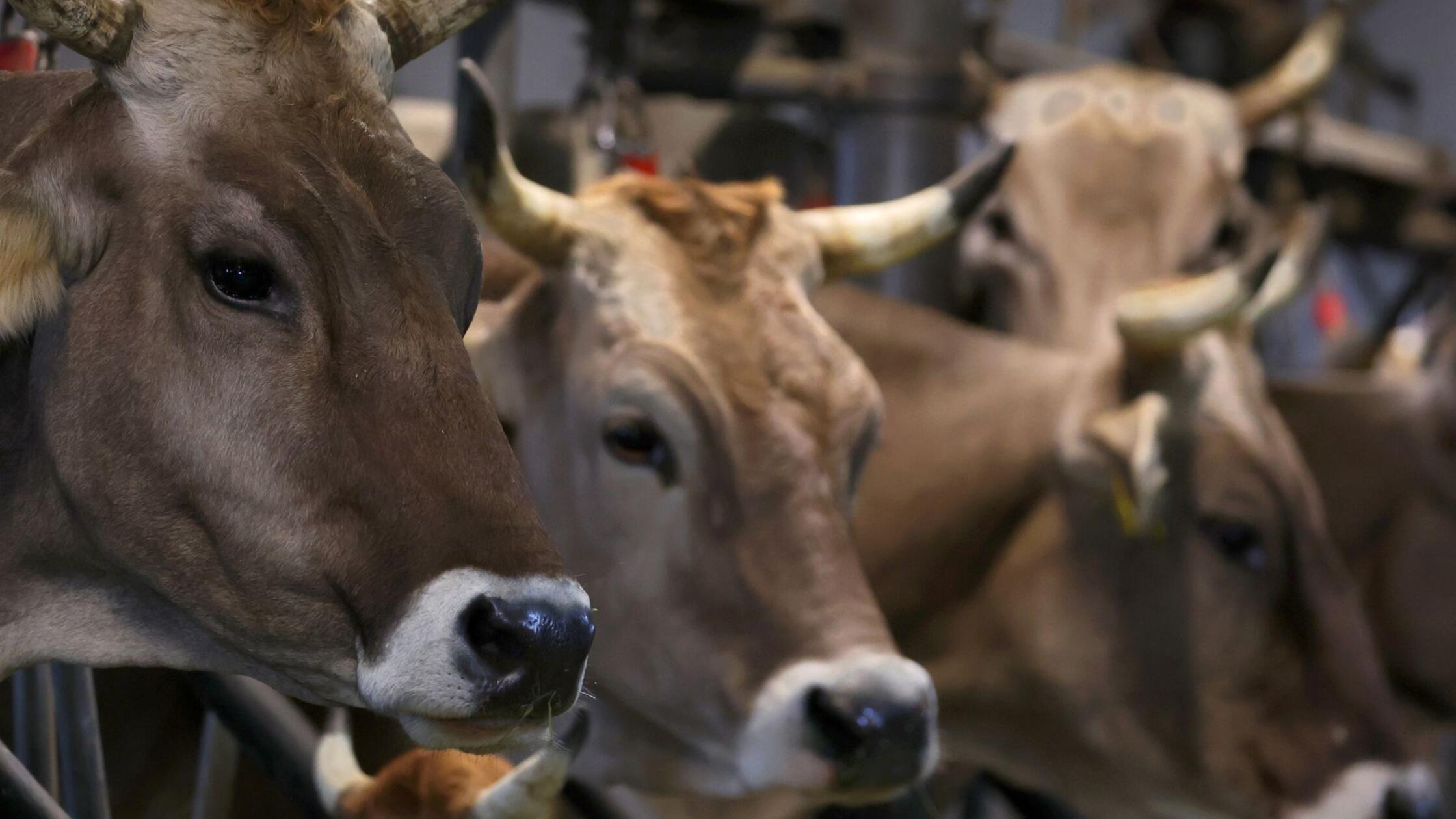 Früherer Schlachthofbetreiber wegen Tierquälerei vor Gericht