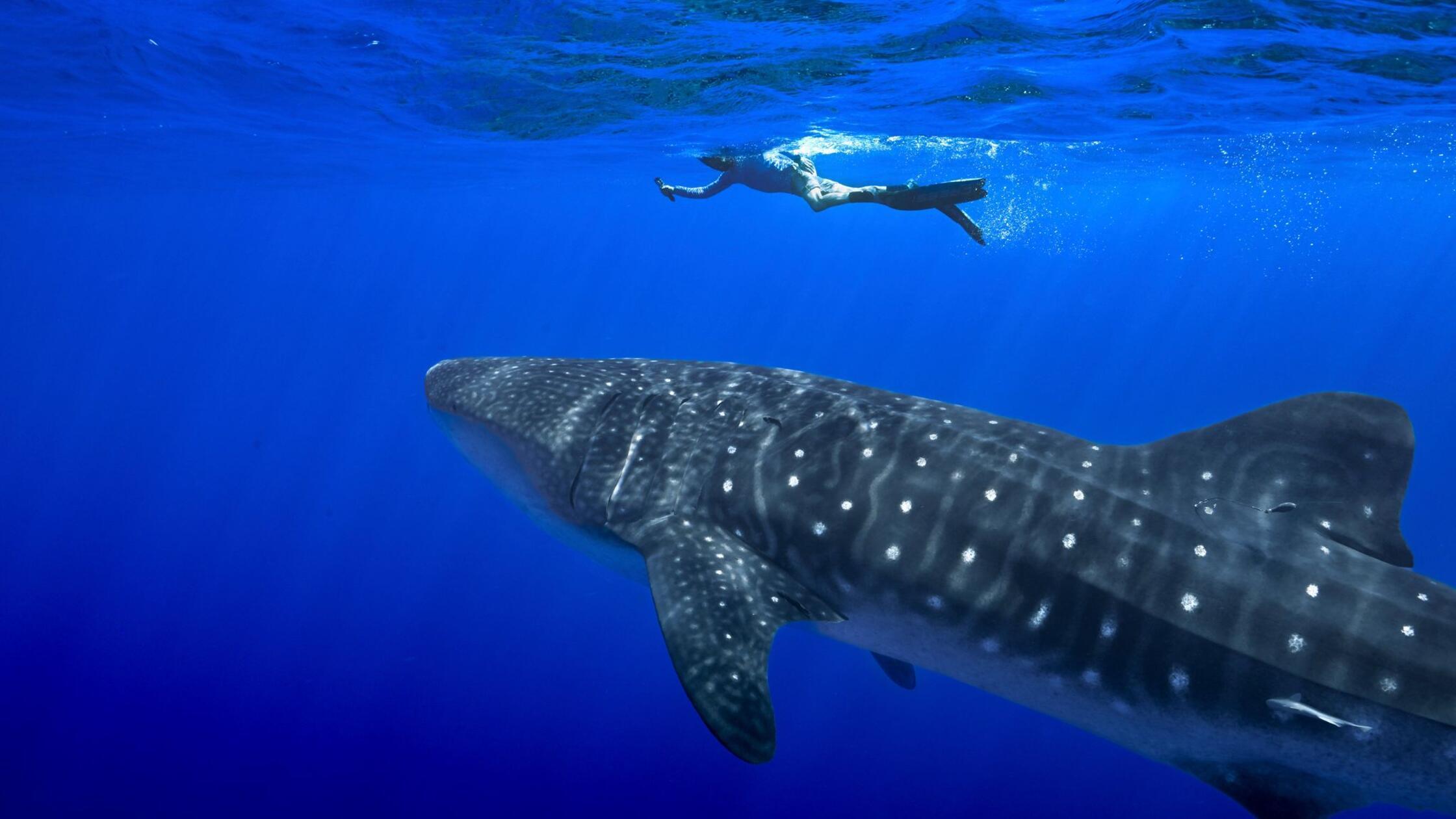 Erstmals Handelsverbot für Haie: Weltartenkonferenz endet