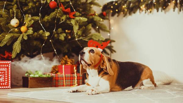 Hund mit Hirschhörnern Dekoration sitzt unter dem