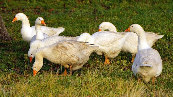 Symbolbild, Weihnachtsgans, Martinsgans, Freilandh