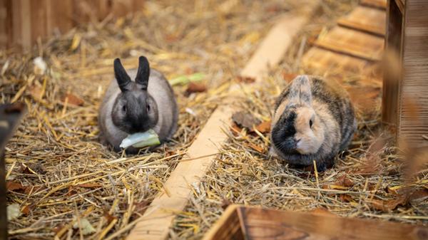 Heimtiermesse ANIMAL