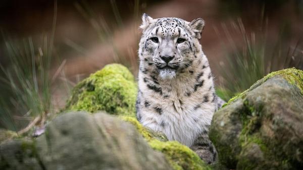 schneeleopard_thomashahn_tgn_quer