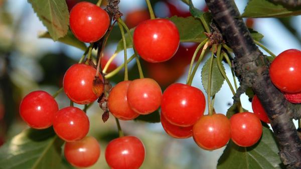 Cherries on the Tree, Cherries on the Tree - A clu