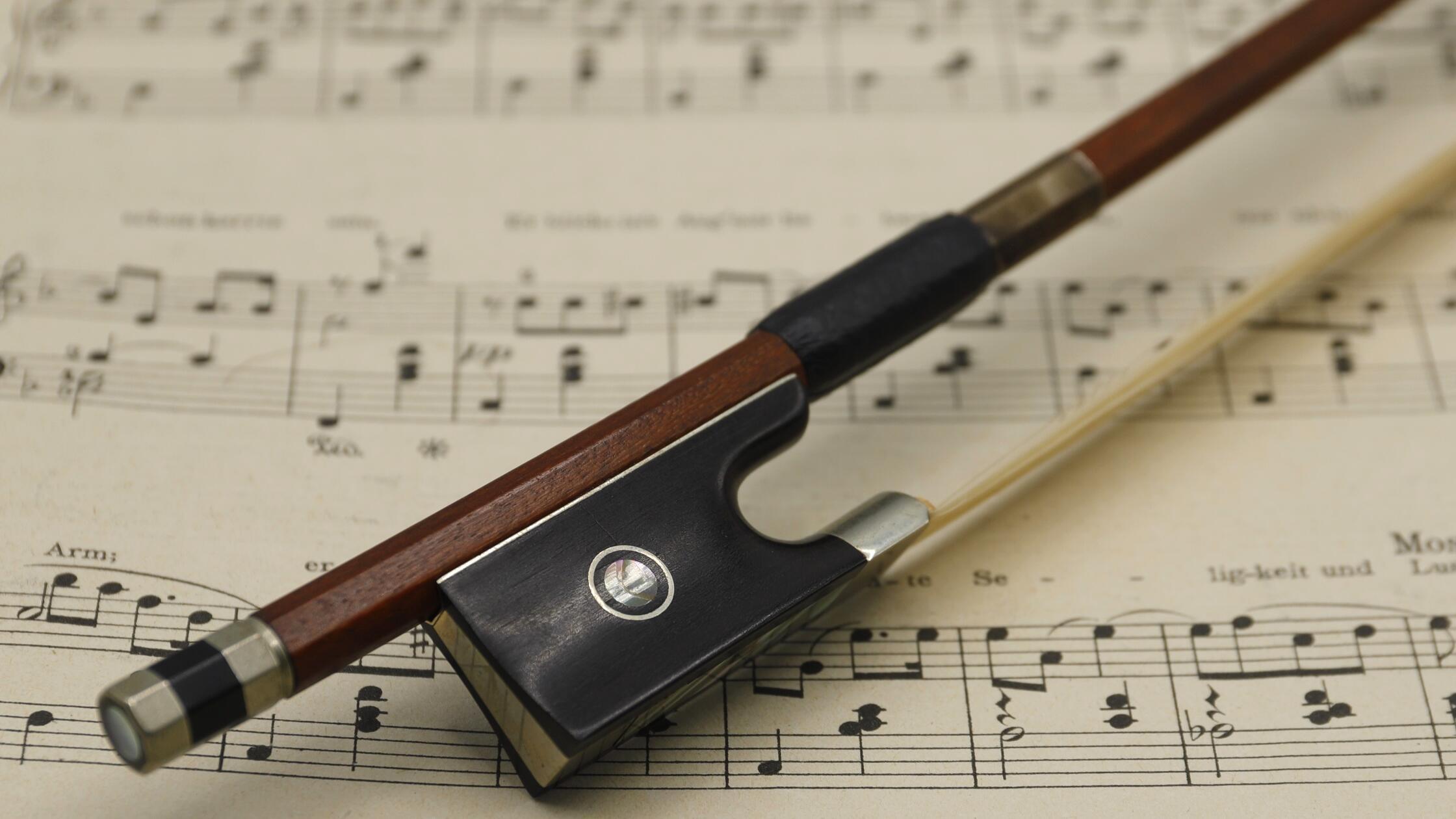 Regenwald-leidet-unter-Bogenbau-F-r-Geigen-Hochburg-Bubenreuth-geht-es-glimpflich-aus