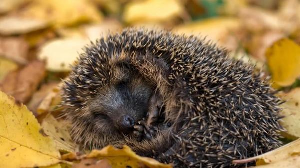 Igel suchen im Spätsommer und Herbst nach Insekten