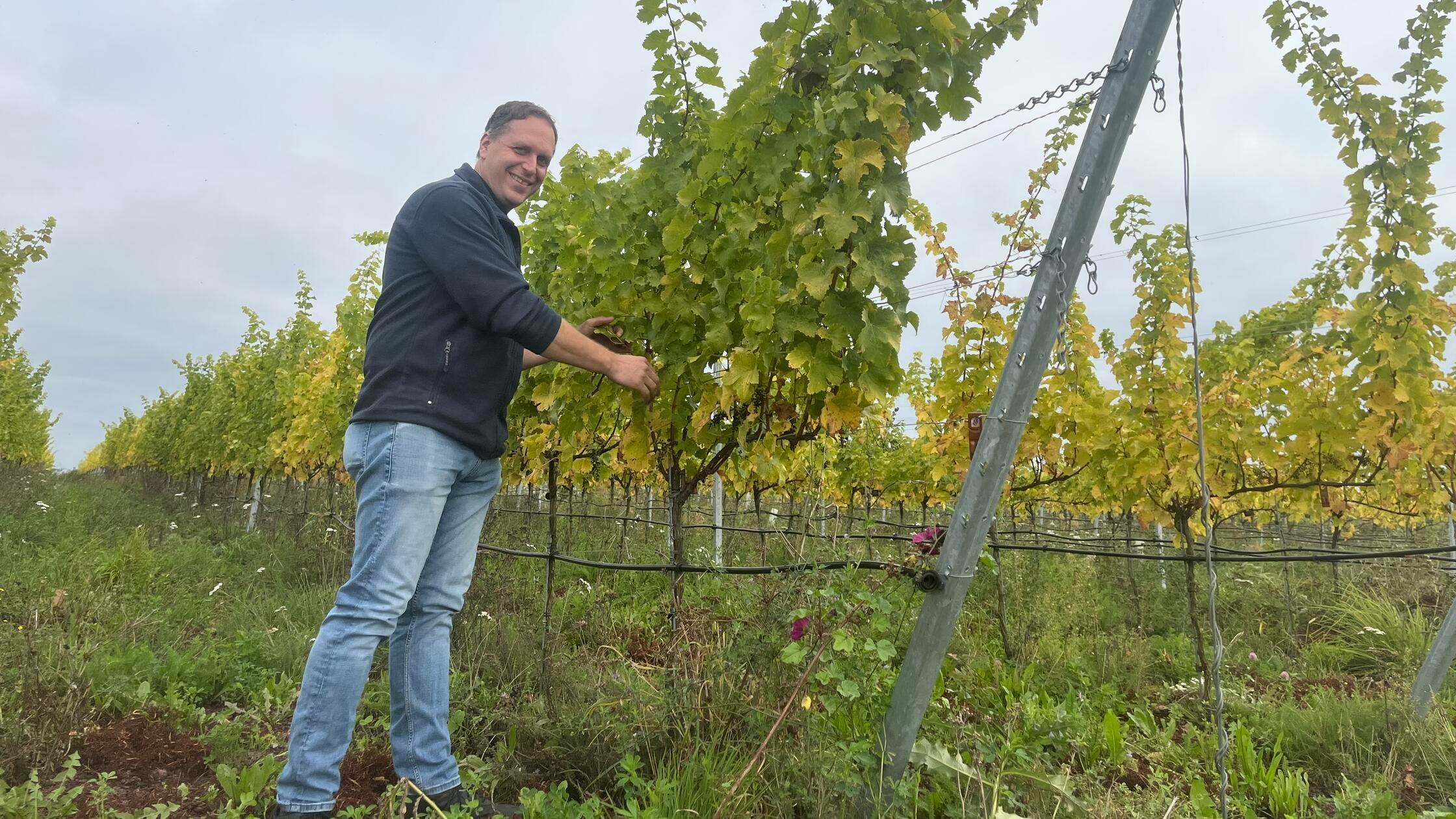 -Heilsame-Arznei-und-Labsal-Weinanbau-hat-in-N-rnberg-eine-lange-Tradition