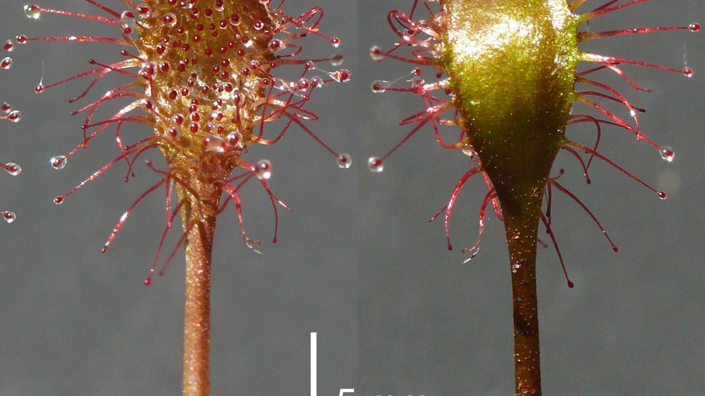 Neue fleischfressende Pflanze aus Bayern entdeckt