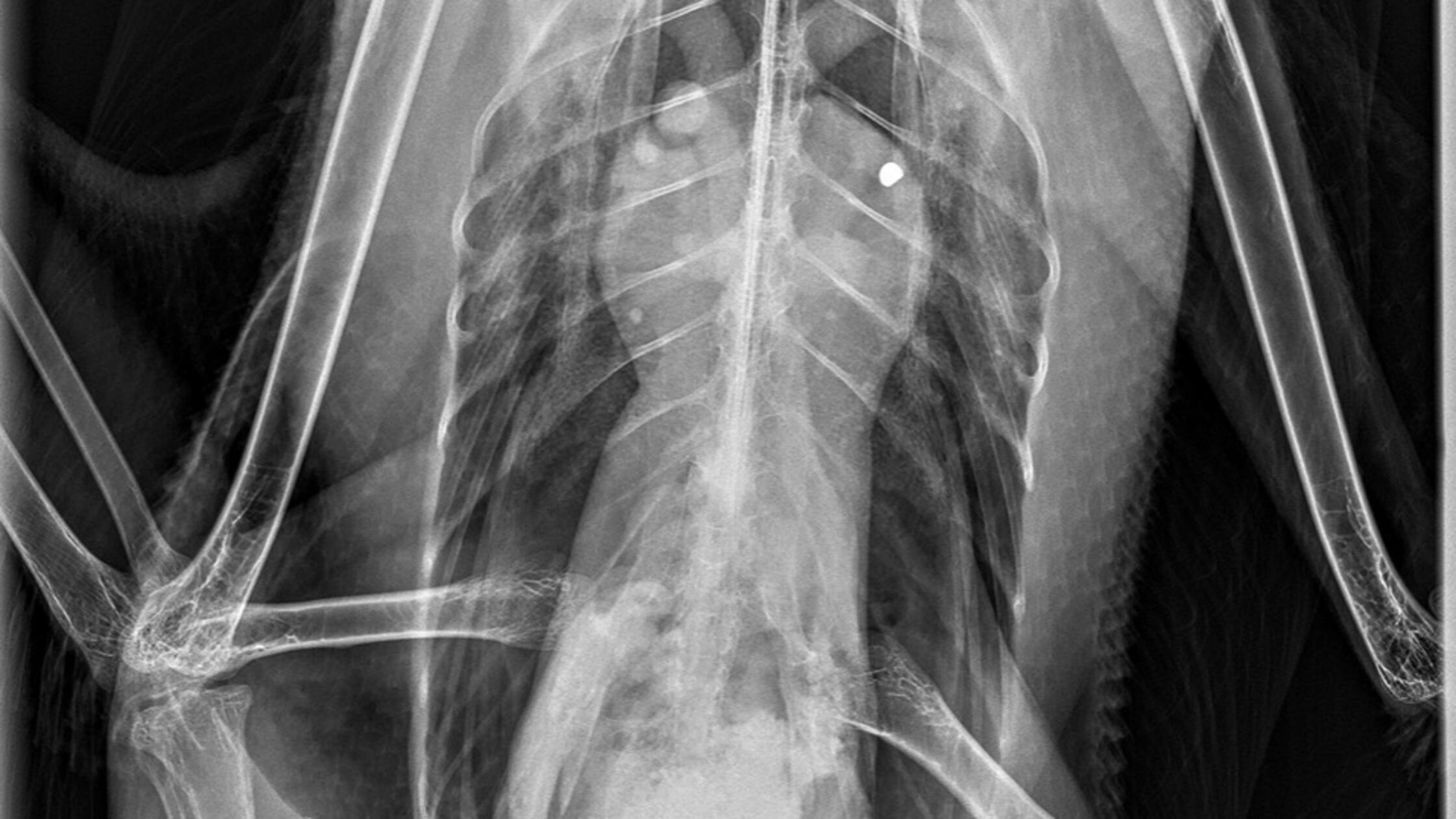 Wieder-angeschossene-Gans-in-N-rnberg-Aktivisten-in-Sorge-wegen-m-glichen-Serient-ters