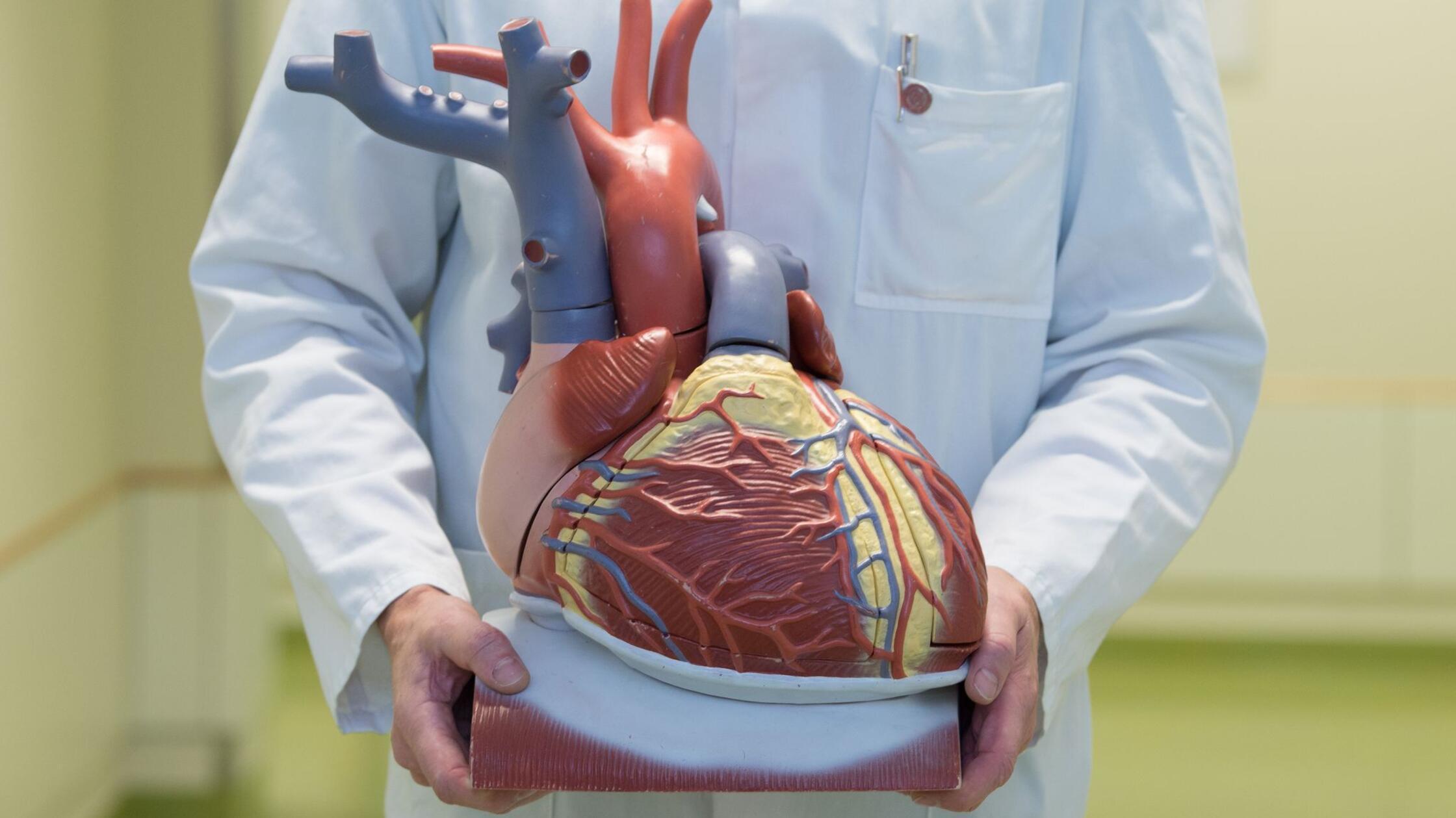 Herz-Kreislauf-Erkrankungen: EU will Prävention verstärken