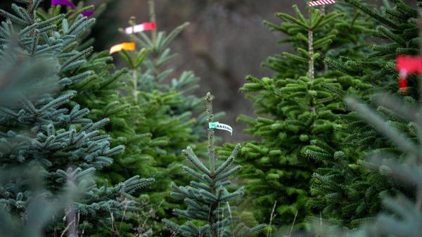 Eröffnung bayerische Christbaumsaison