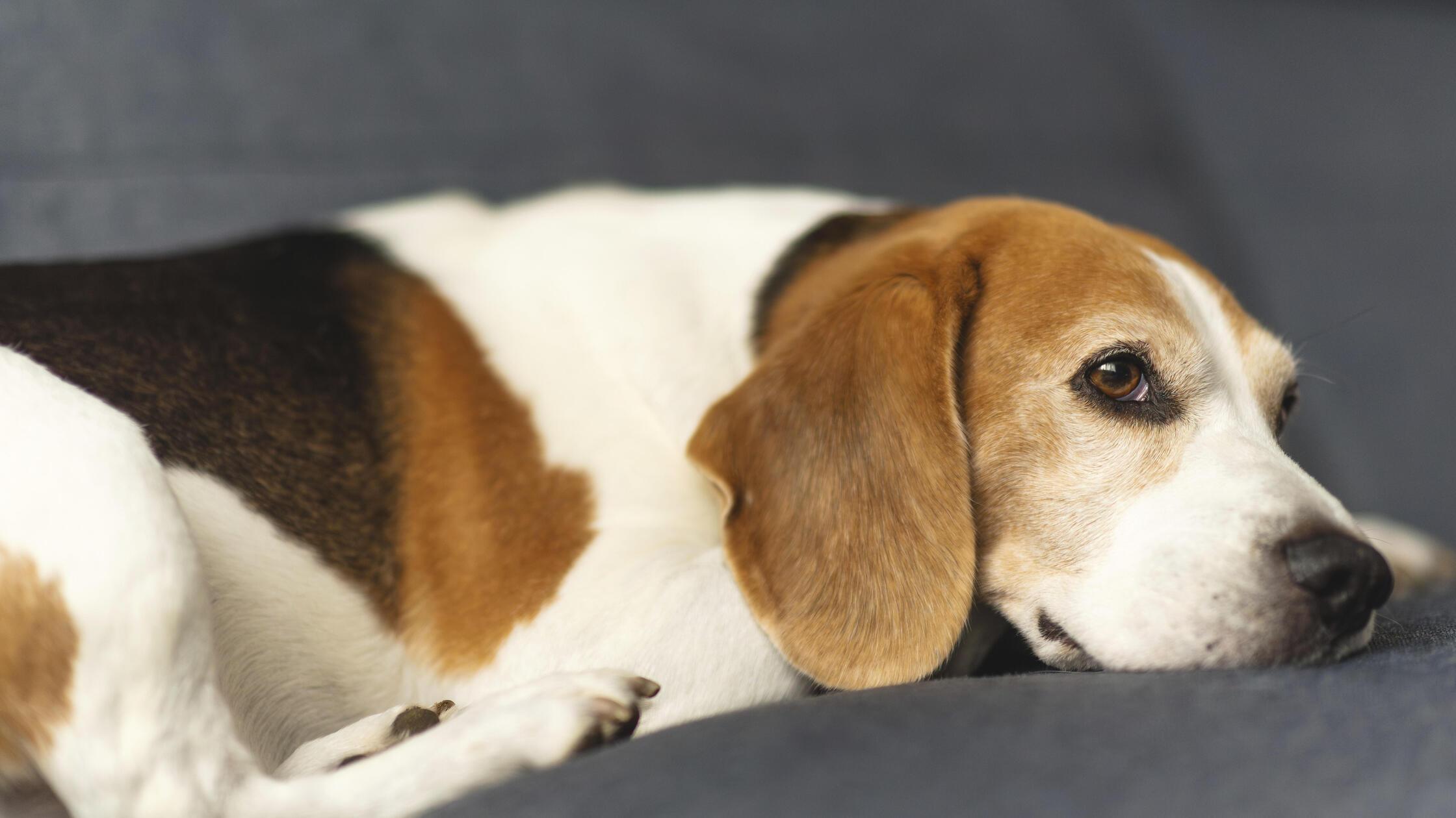 Ein Hund ruht auf einem Sofa und wirkt nachdenklic