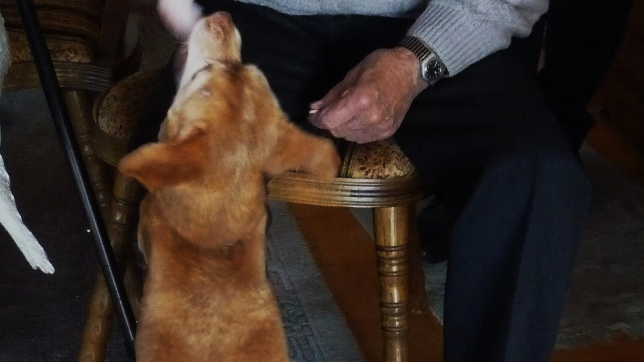 Gemeinderat-Kalchreuth-erh-ht-Hundesteuer