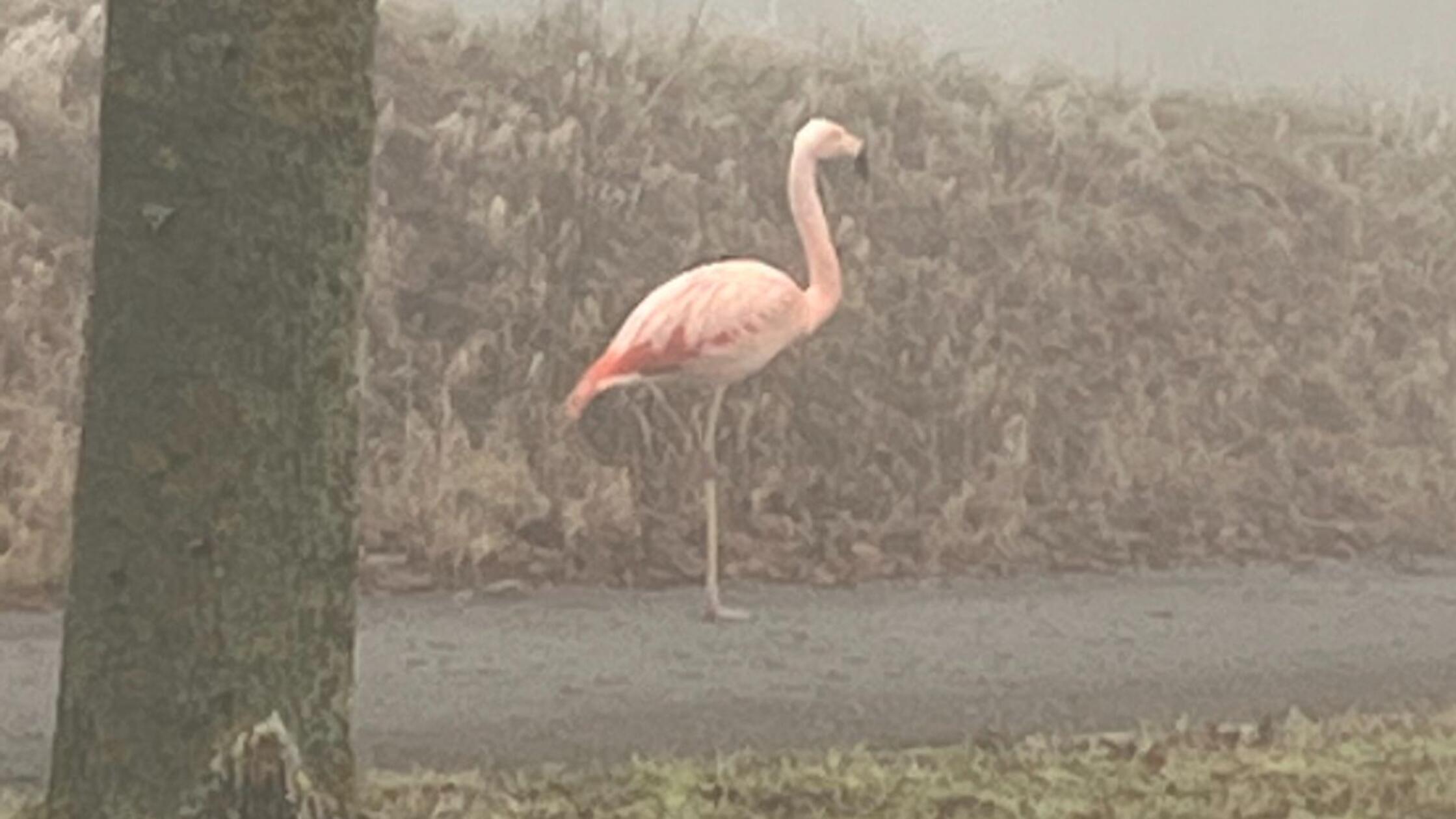 Seine Herkunft ist unklar: Wilder Flamingo steht im Nebel bei Ulm