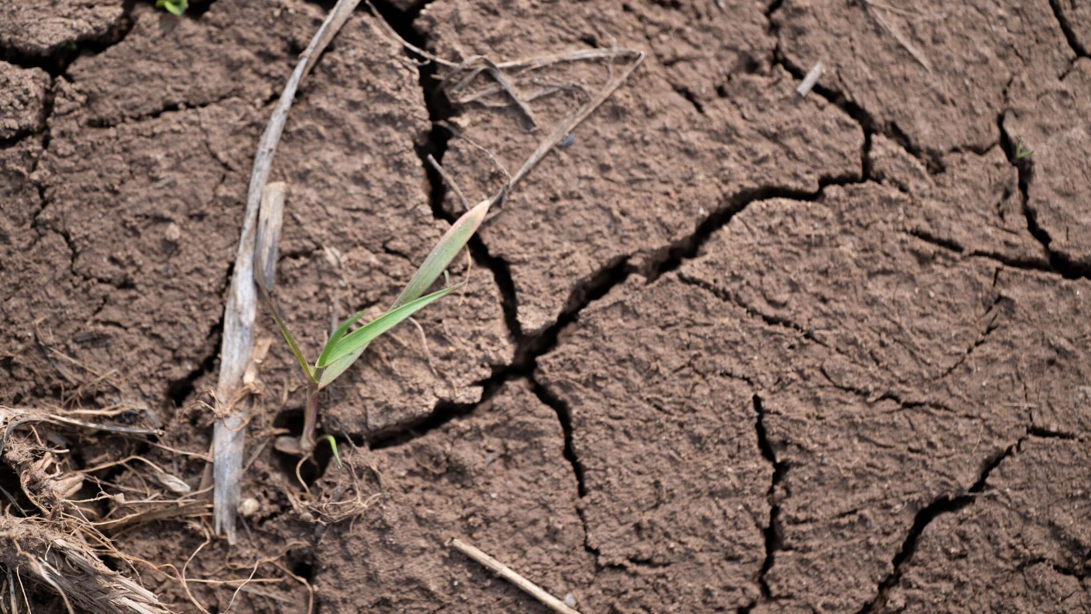 Amt: 2025 war das fünfzehnte zu warme Jahr in Folge