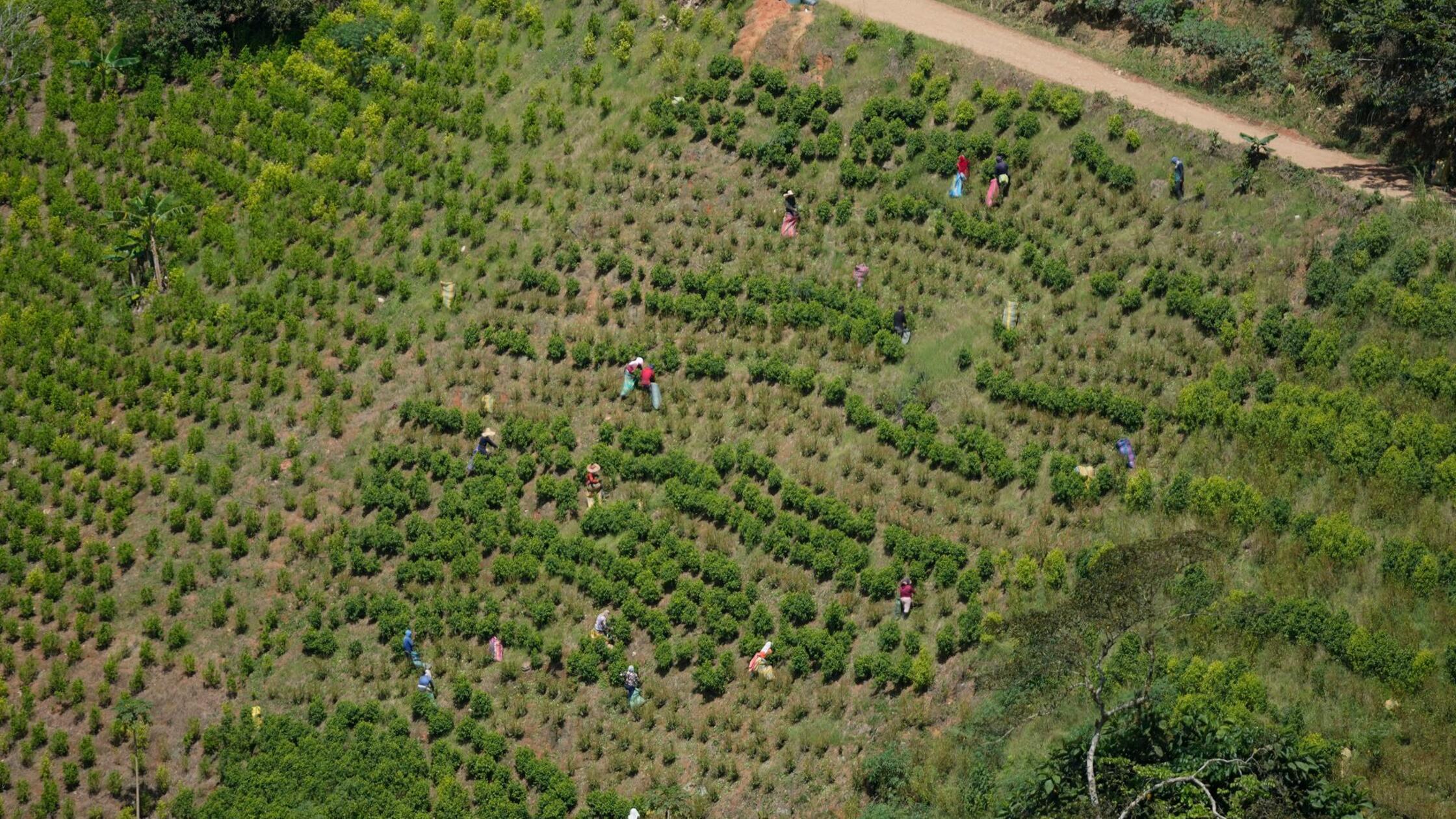 Kolumbien nimmt Koka-Vernichtung mit Glyphosat wieder auf