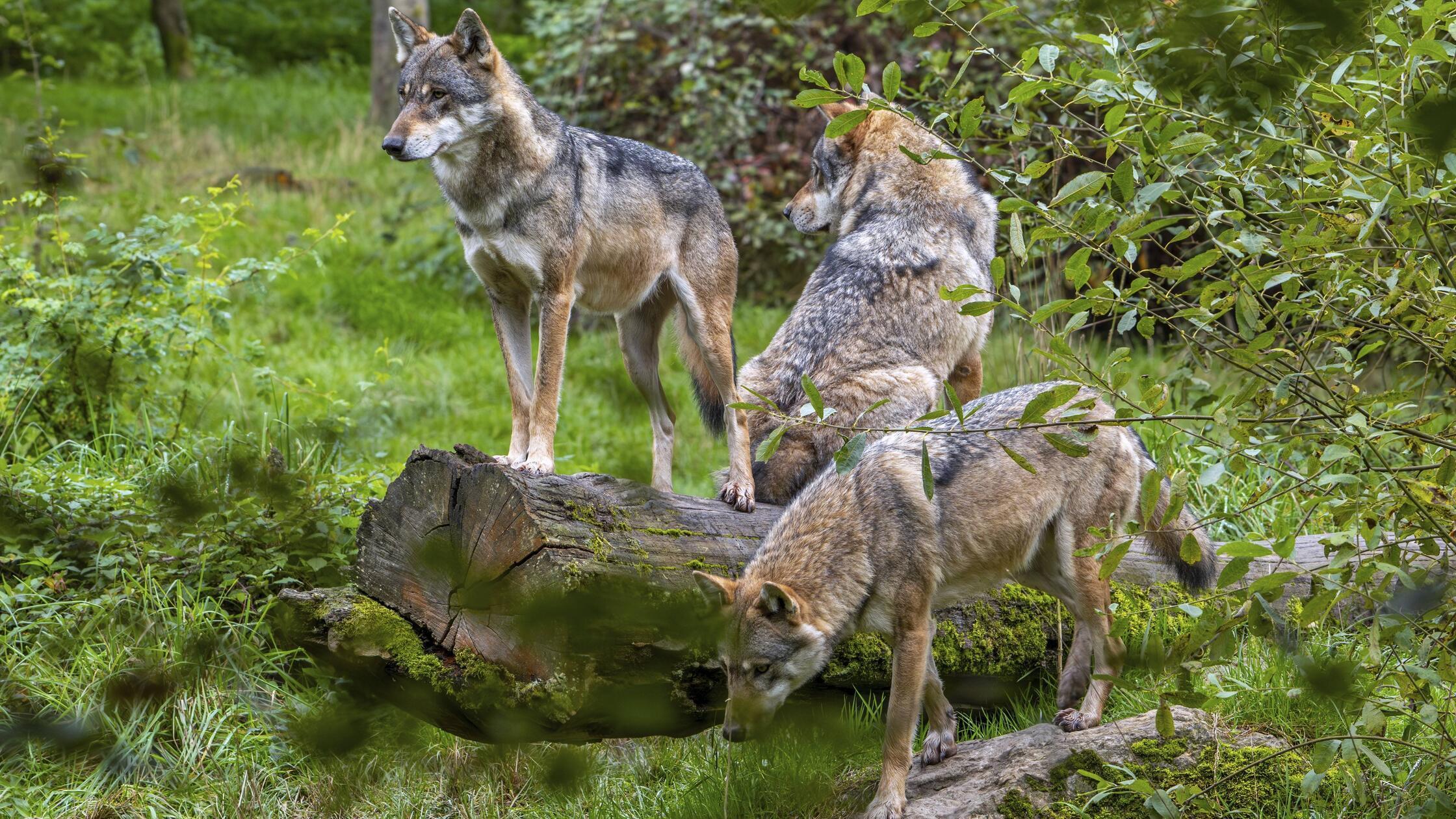 Schie-en-schaufeln-schweigen-Warum-Fachleute-an-illegale-T-tungen-von-W-lfen-glauben