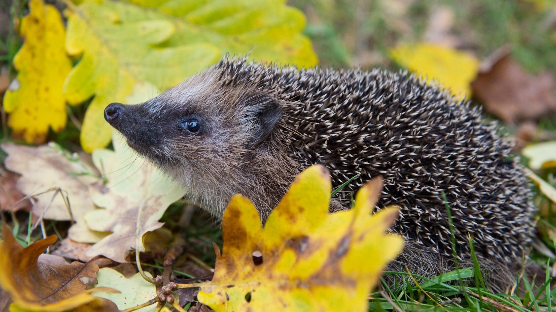 Erst warm, nun eisig: Was bedeutet das für Winterschläfer?