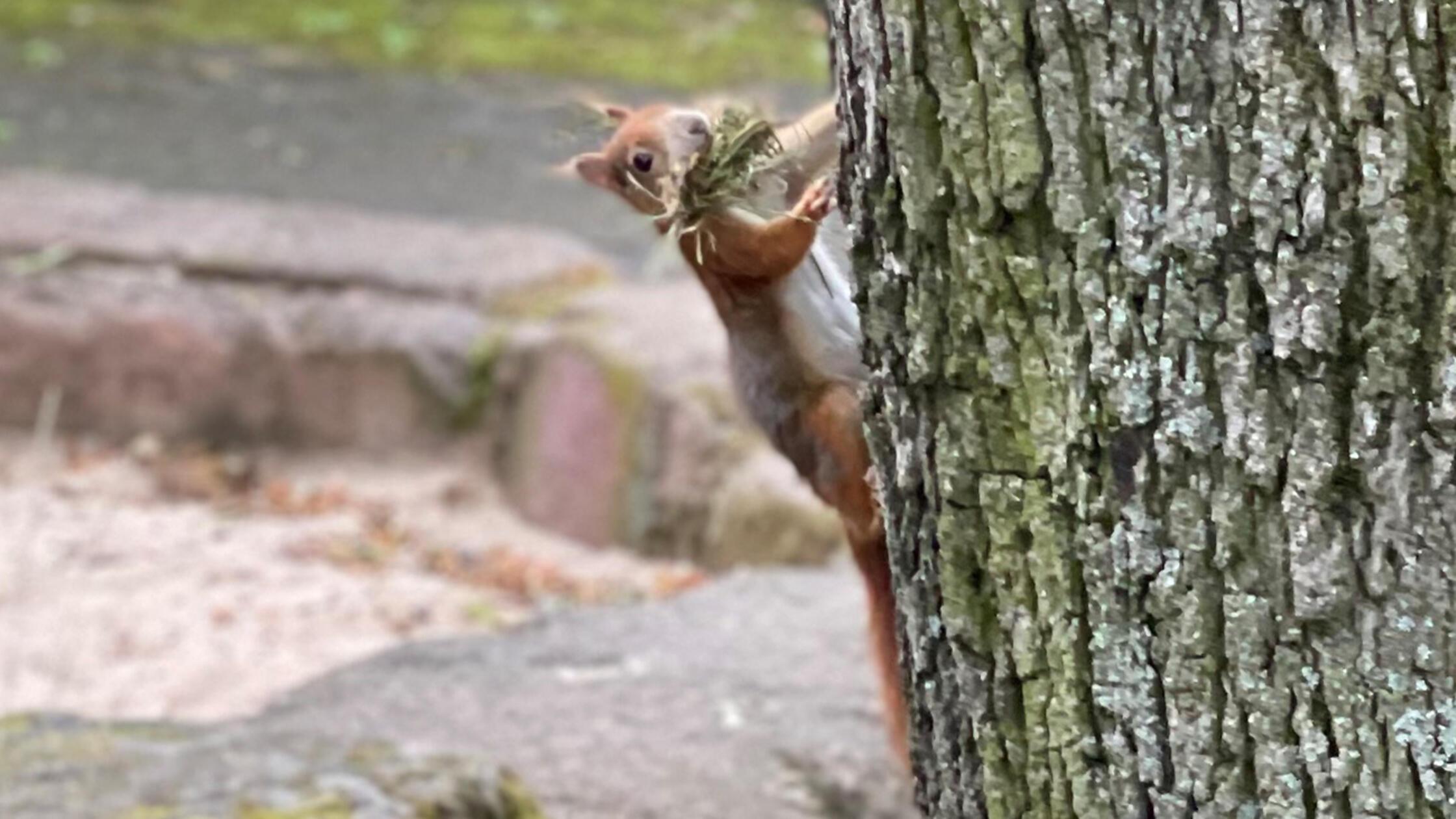 Gute-Nachricht-f-r-Eichh-rnchen-Trotz-Anwohnerprotest-hat-N-rnberg-seine-erste-Tierbr-cke