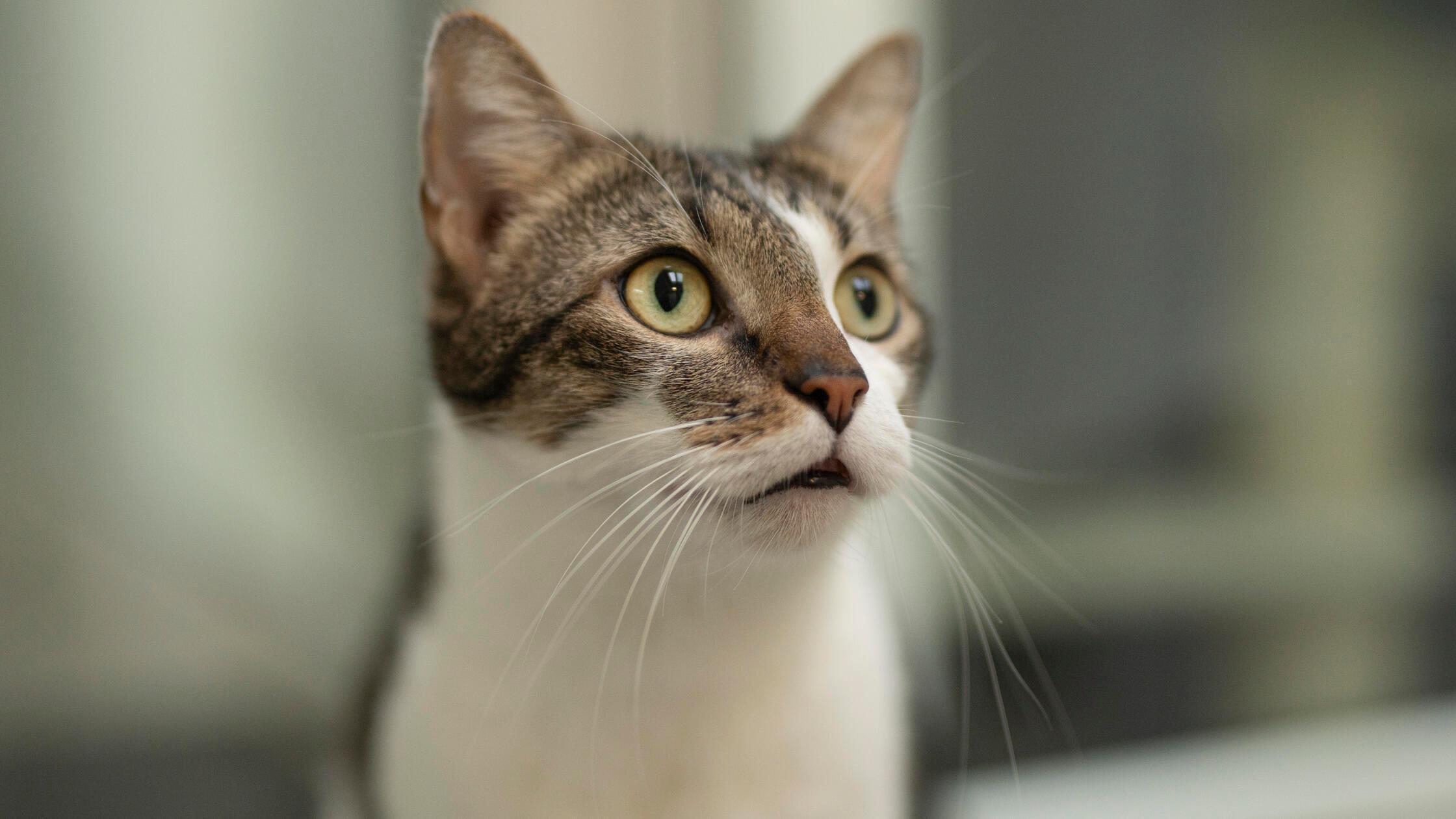 Schmusekater-Filo-und-Charlie-aus-dem-N-rnberger-Tierheim-gibt-es-nur-im-Doppelpack