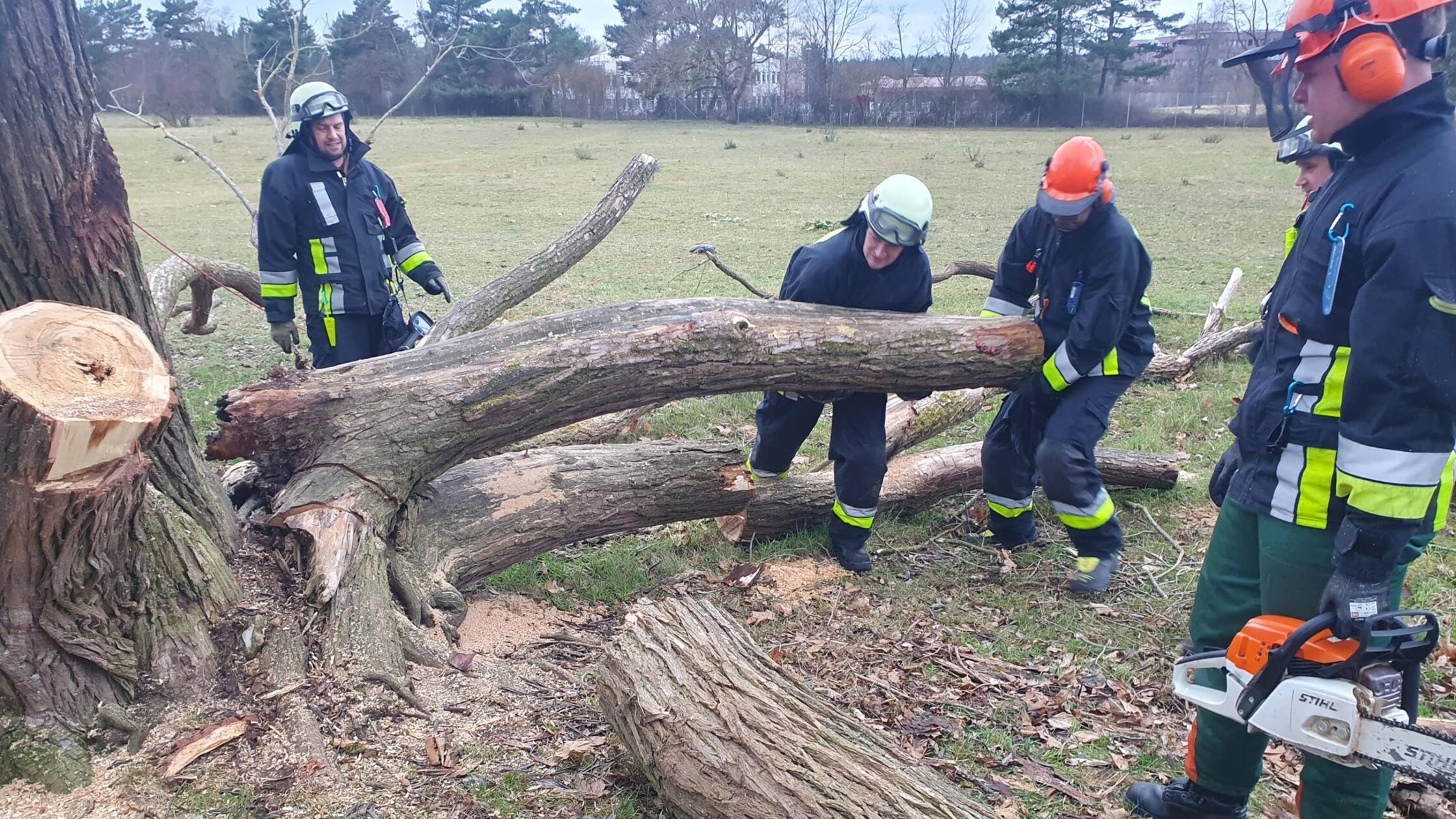 Trauriger Feuerwehr-Einsatz in N&uuml;rnberg-Moorenbrunn: Der Kletterbaum ist Geschichte