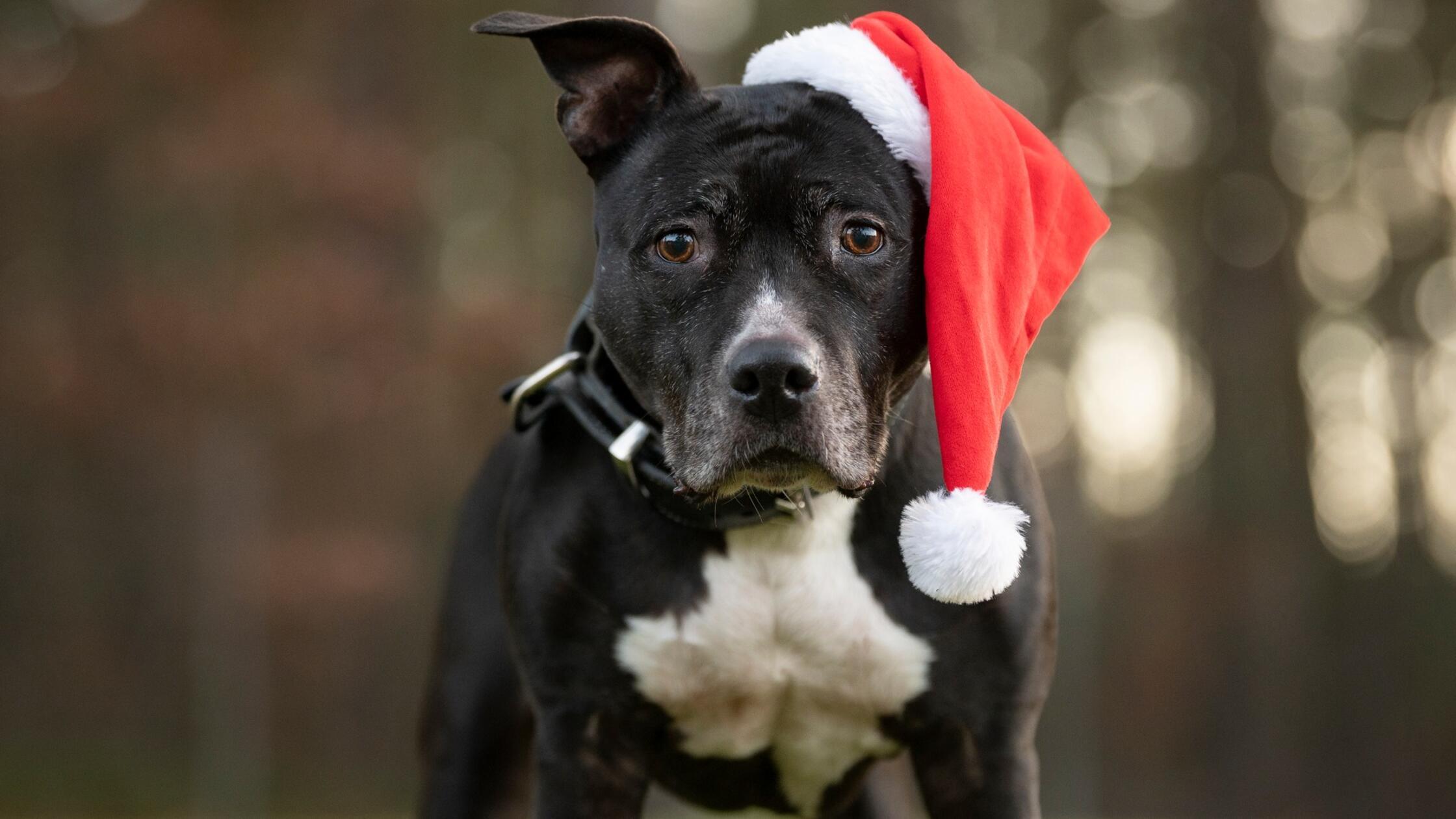 Tierheim-N-rnberg-sucht-ein-Zuhause-f-r-Polly-und-wendet-sich-mit-alarmierendem-Appell-an-Besucher