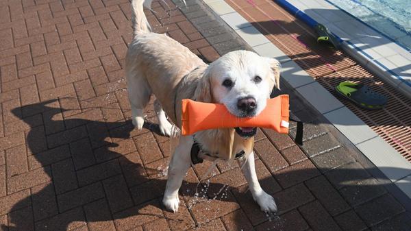 Gunzenhausen Hundebadetag Waldbad