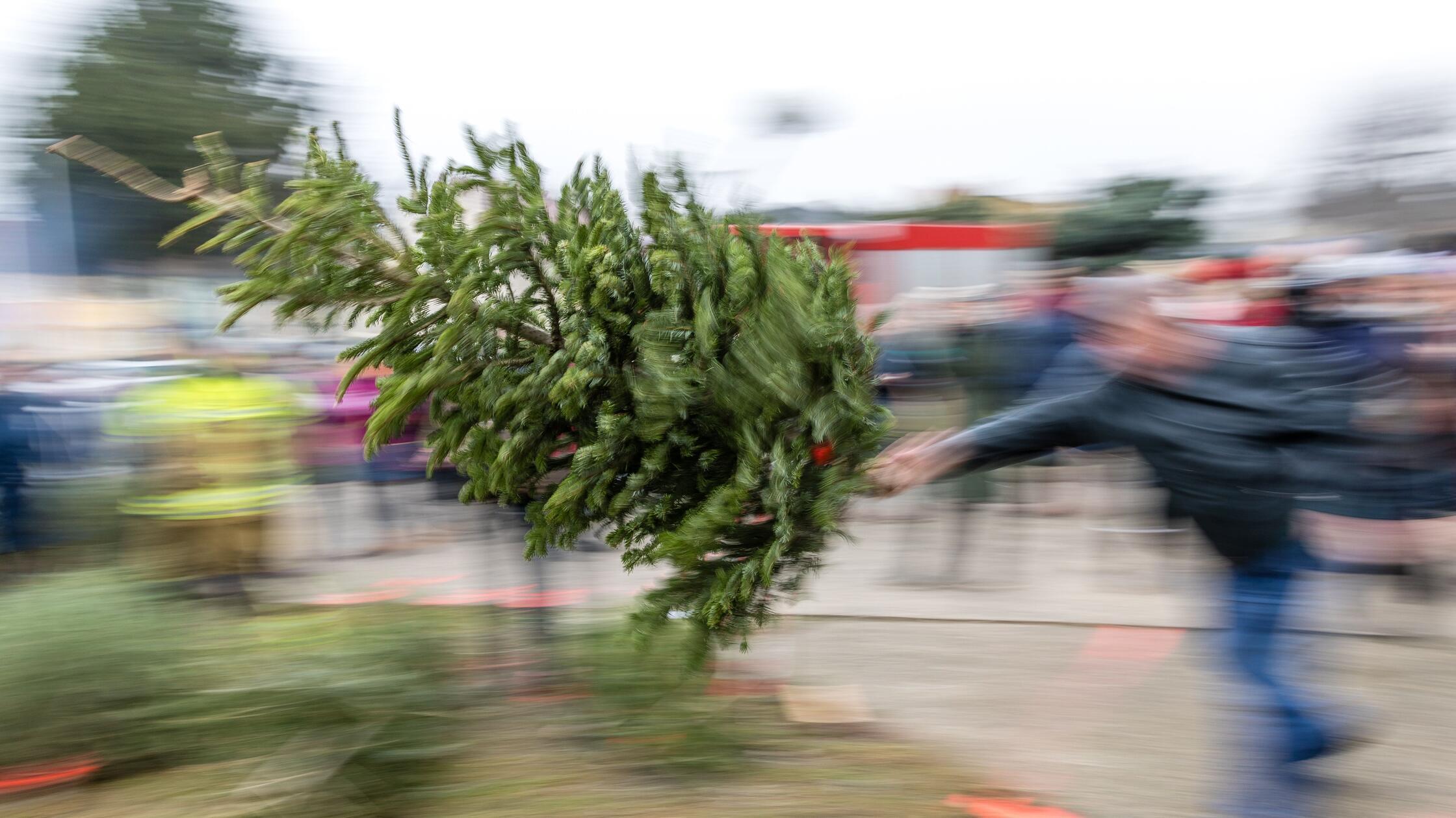 Christbaumsammelstellen-Alle-Abholtermine-in-N-rnberg-im-berblick