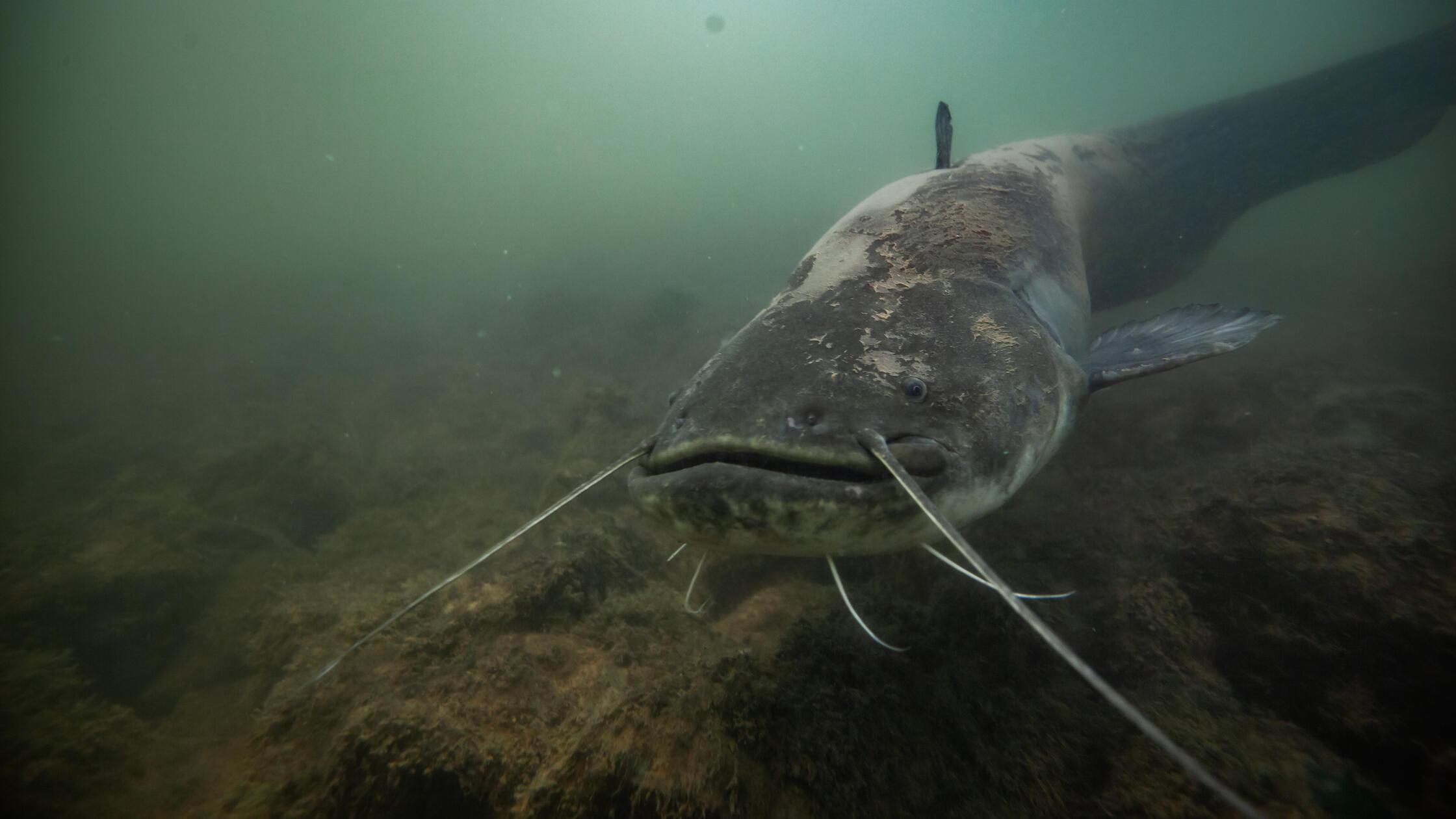 Waller Wels Symbolbild @Jörg Lucinski