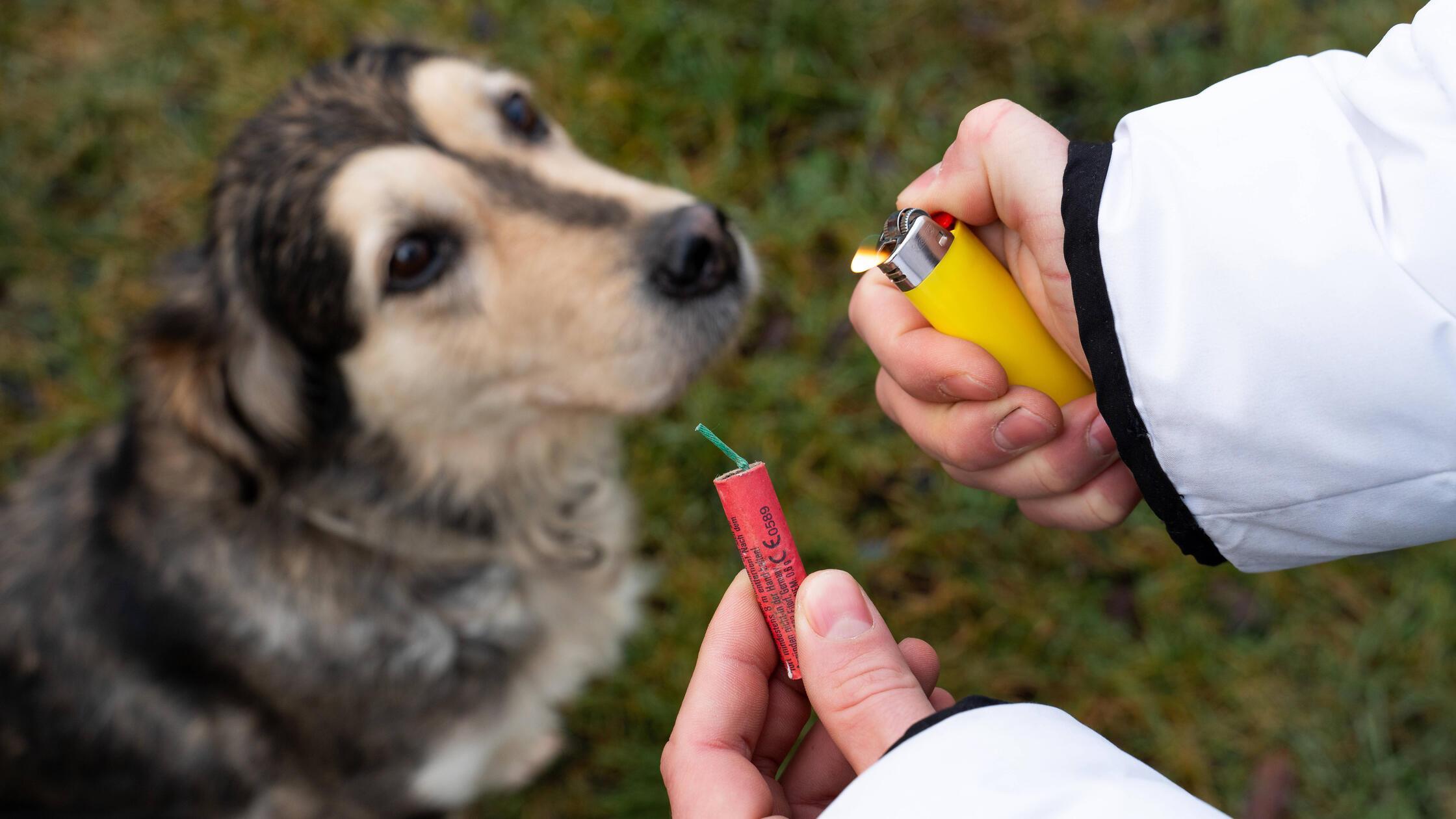panik-wegen-feuerwerk-h-ndin-rennt-stundenlang-zw-lf-kilometer-ber-bundesstra-e