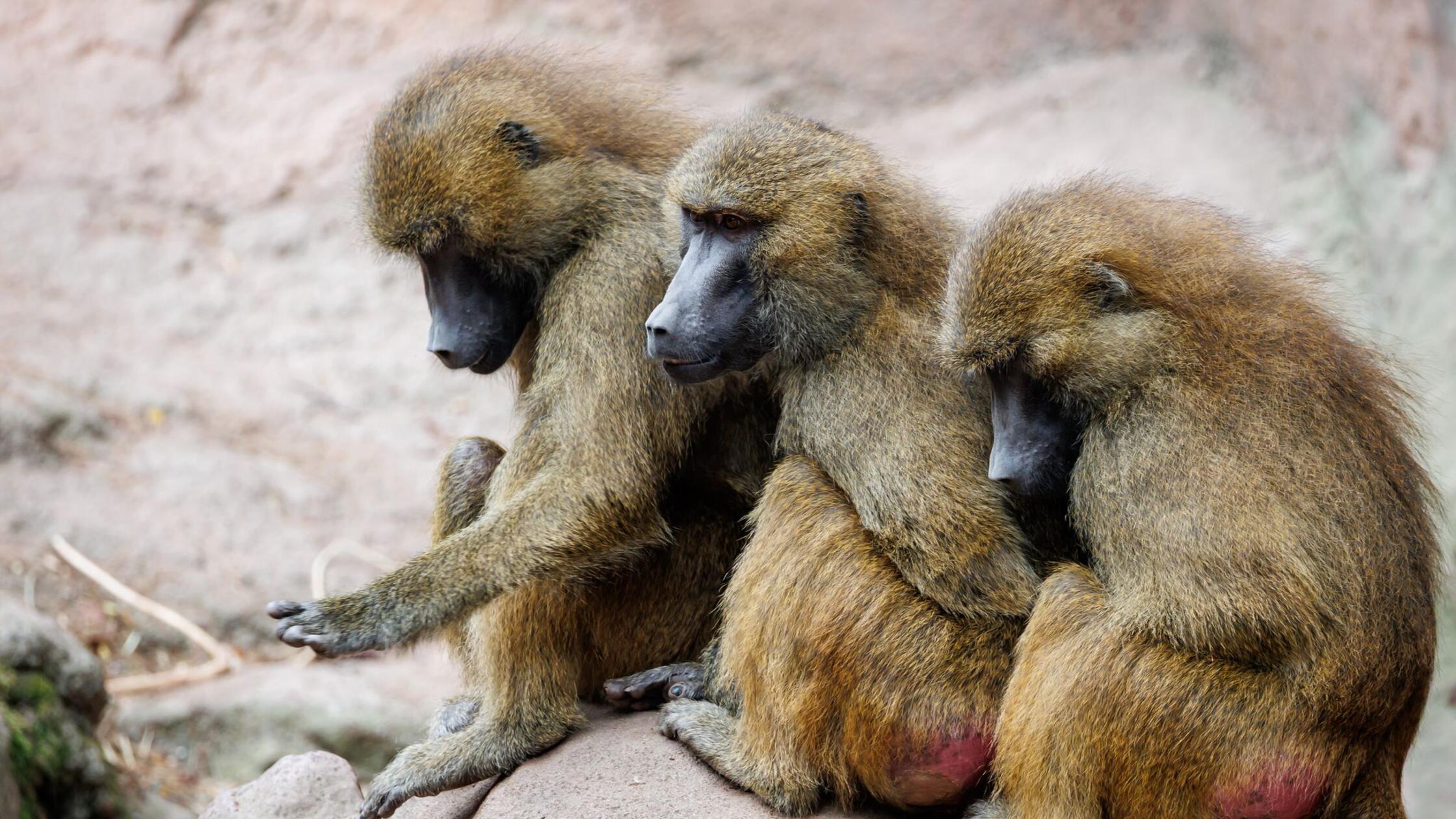 Paviane sitzen in ihrem Gehege im Tiergarten Nürnb