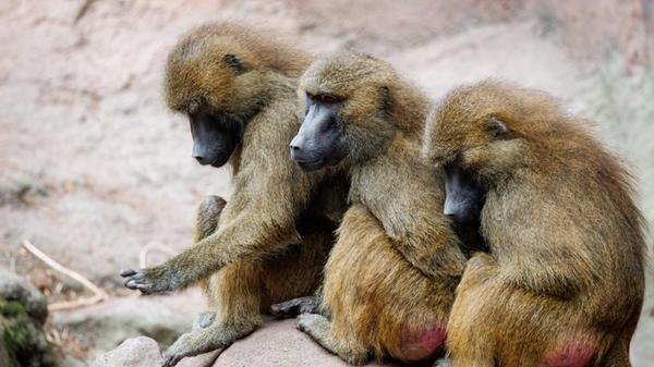 Paviane sitzen in ihrem Gehege im Tiergarten Nürnb