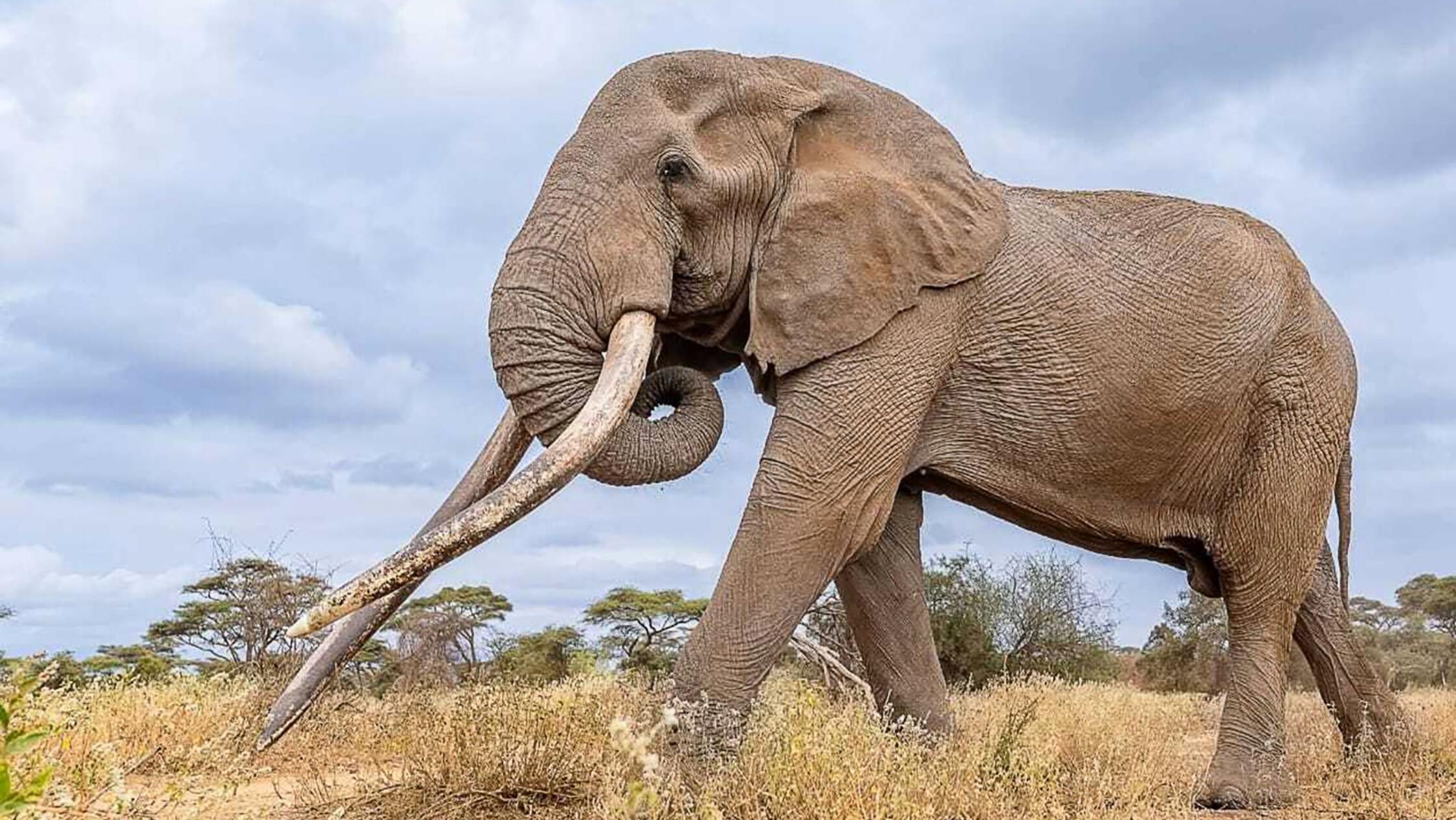 V Keniji poginil sloviti slonji samec Craig